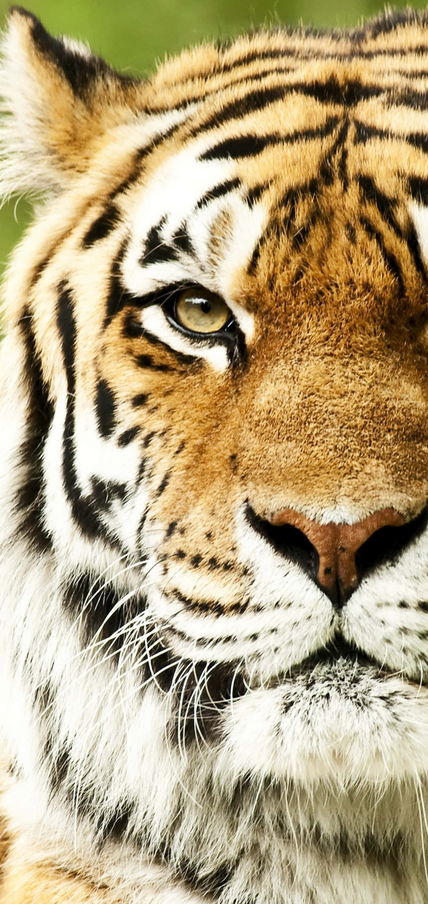 Tigeransigt venstre del Wallpapers