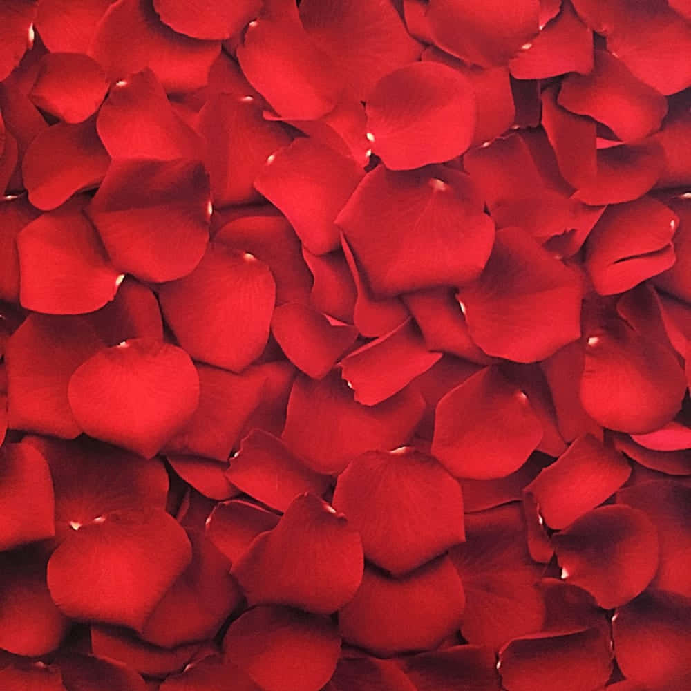 Tilføj et stænk af farve til dit liv med Red Aesthetic Wallpapers