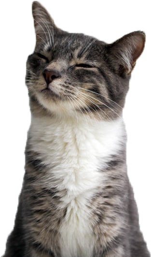 Tilfreds kat smilende nærbillede.PNG Wallpapers