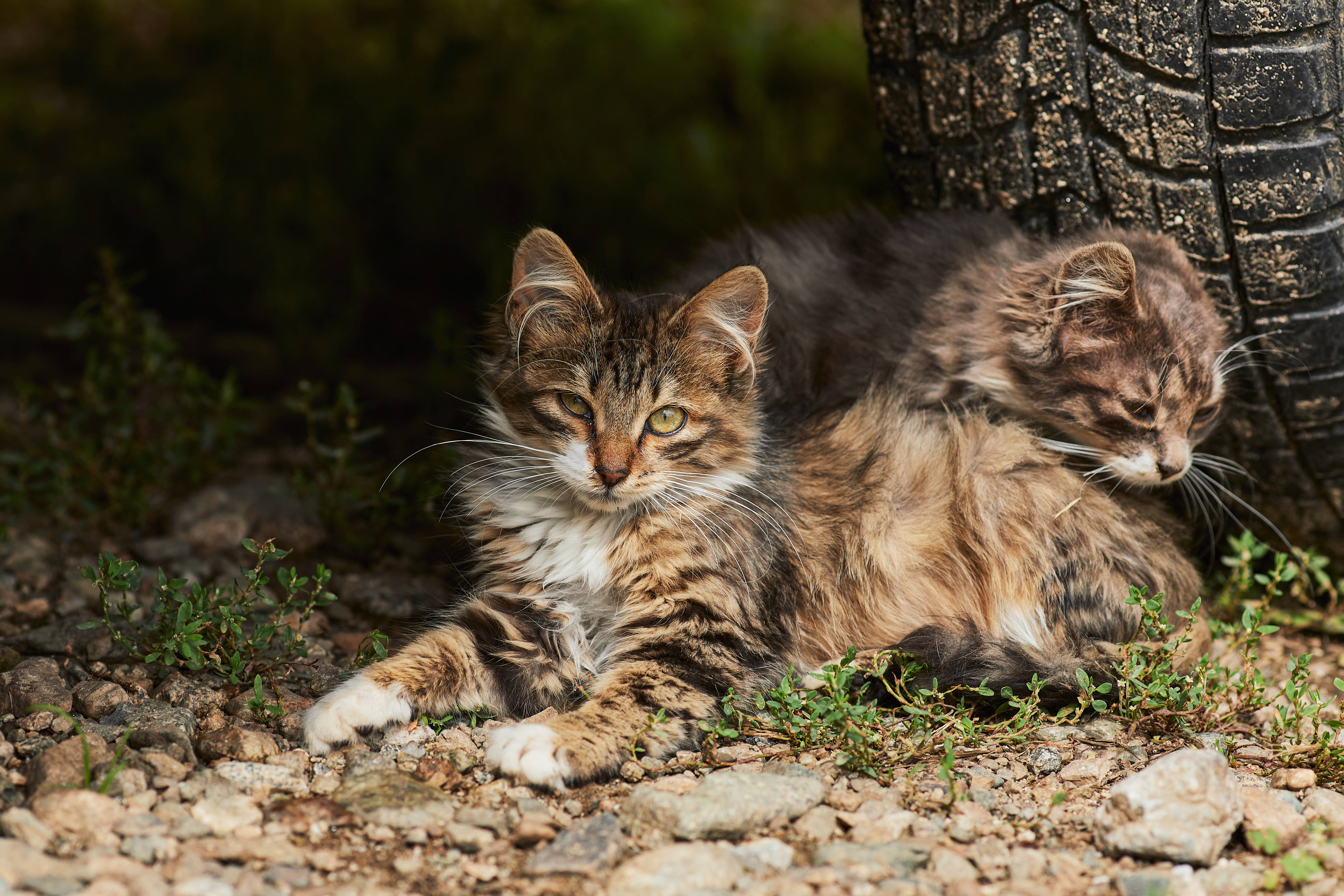 To æstetiske katte i et bildæk Wallpapers