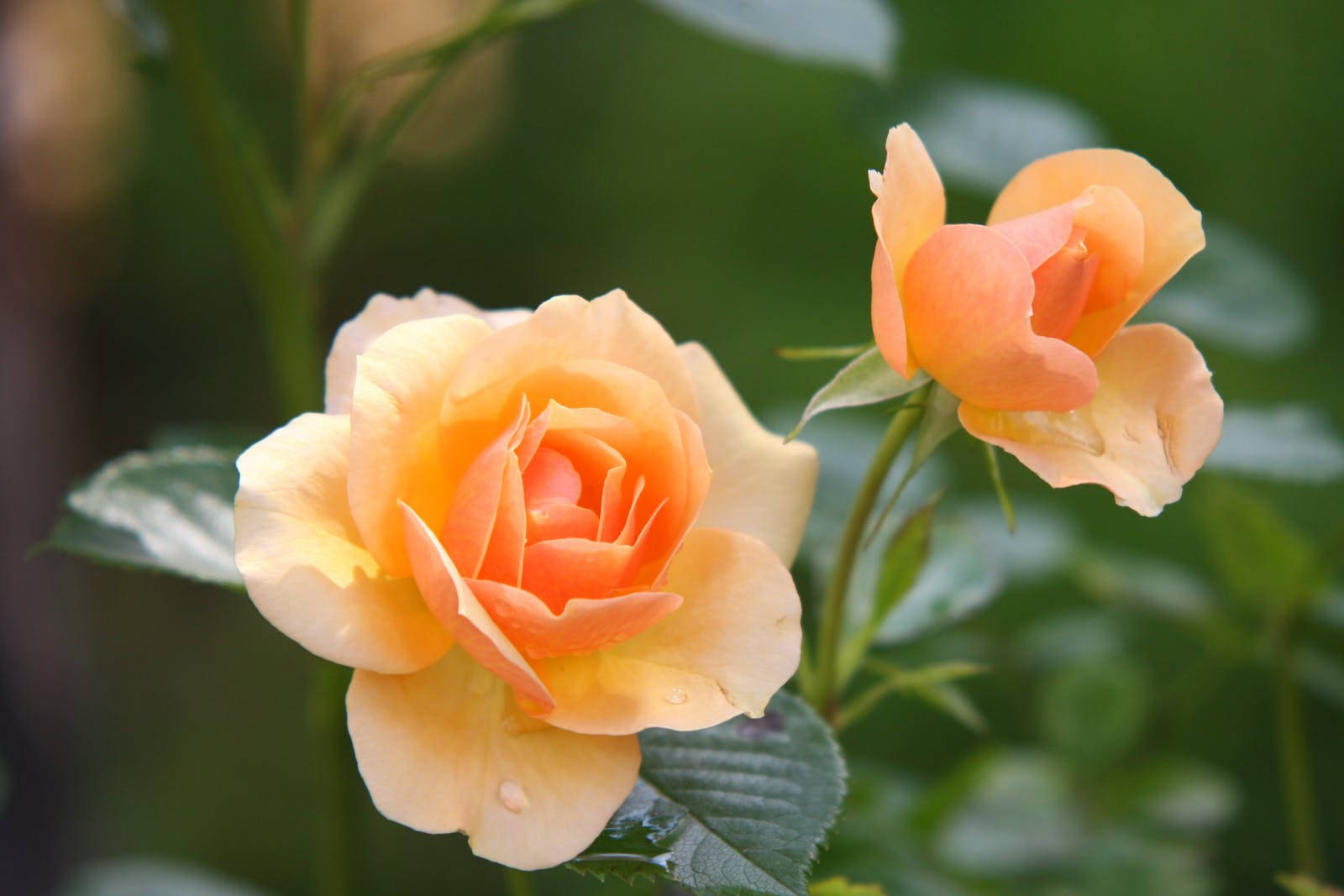 To gule rosenblomster Wallpapers