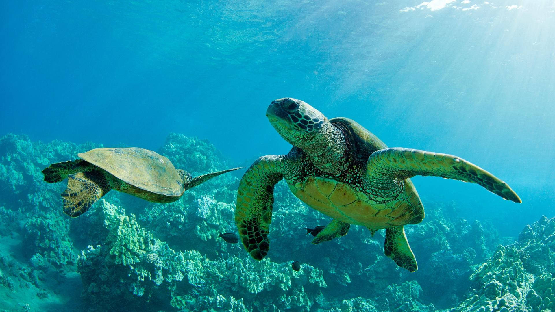 To Havskildpadder I Modsatte Retninger Wallpapers