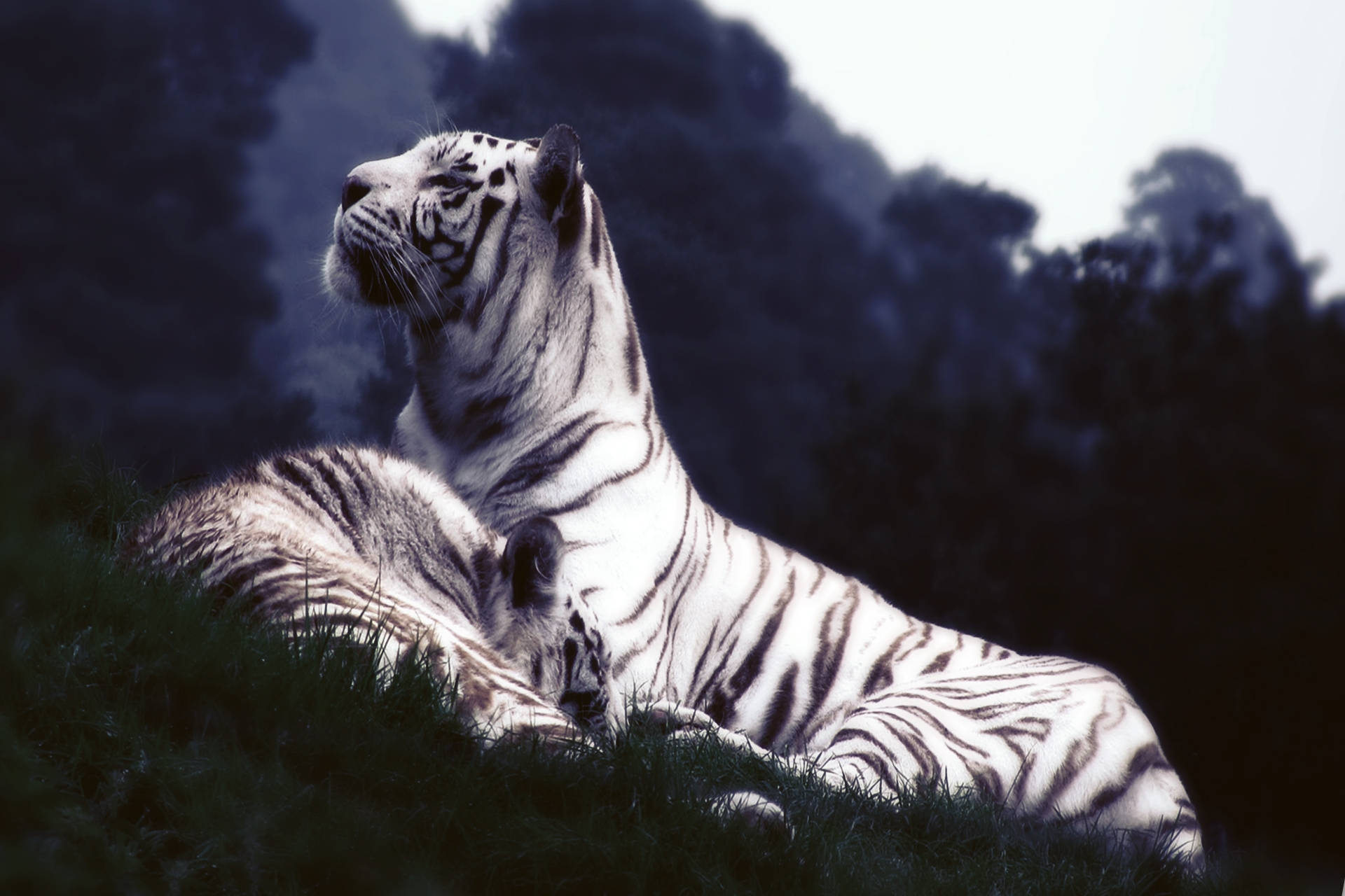 To hvide tigersøskende hviler i græsset Wallpapers