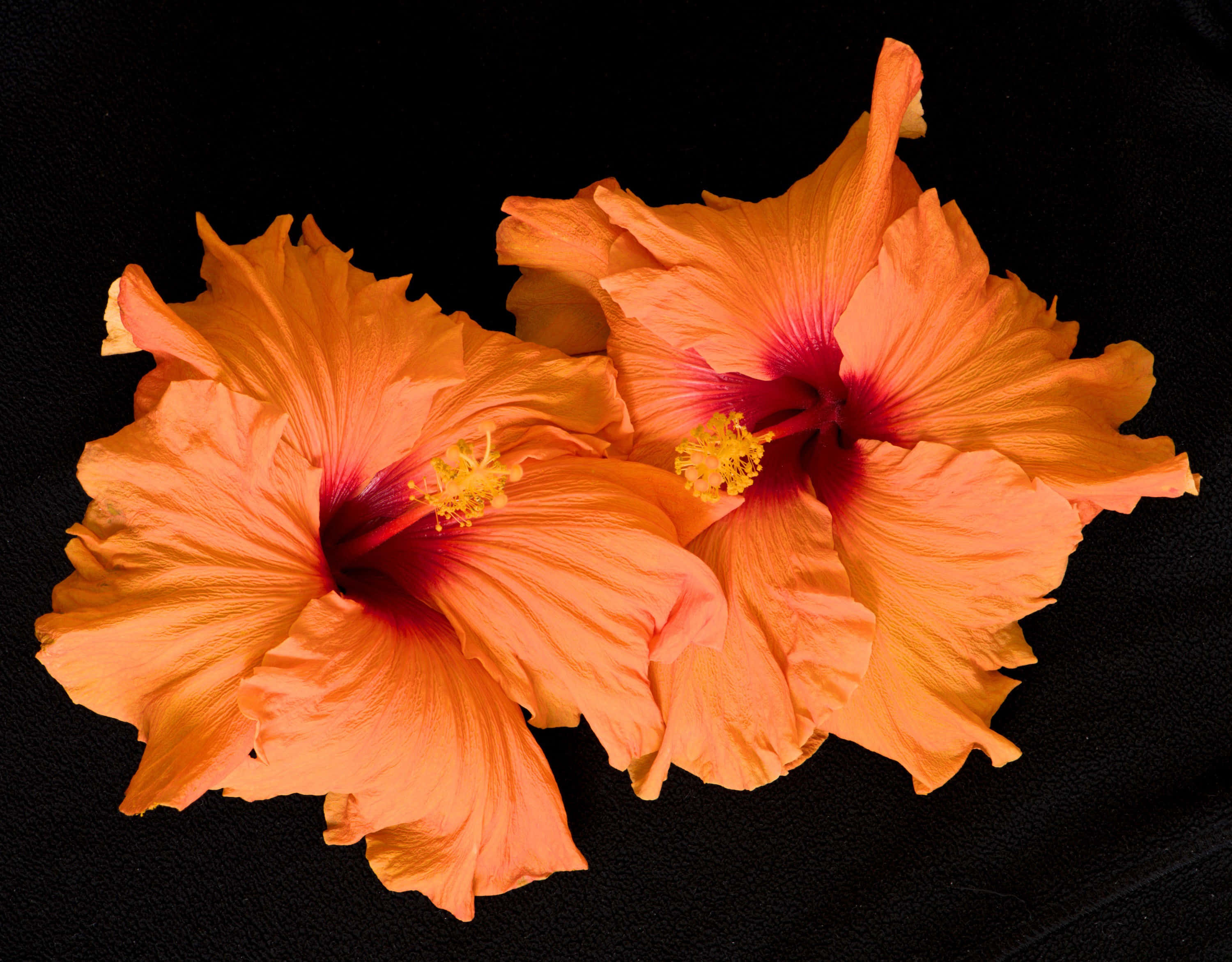 To orange hibiscusblomster Wallpapers