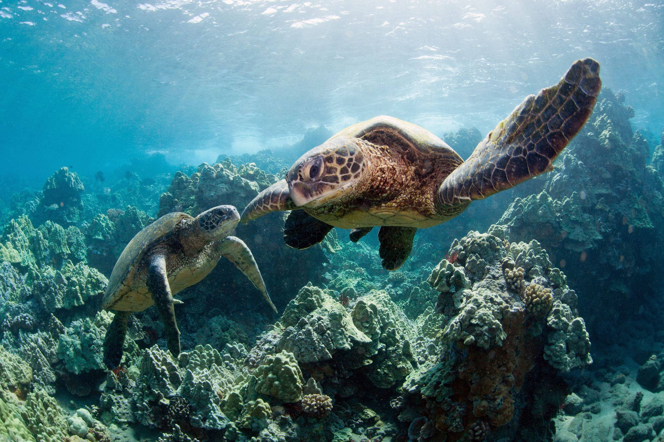To søde skildpadder i havet Wallpapers