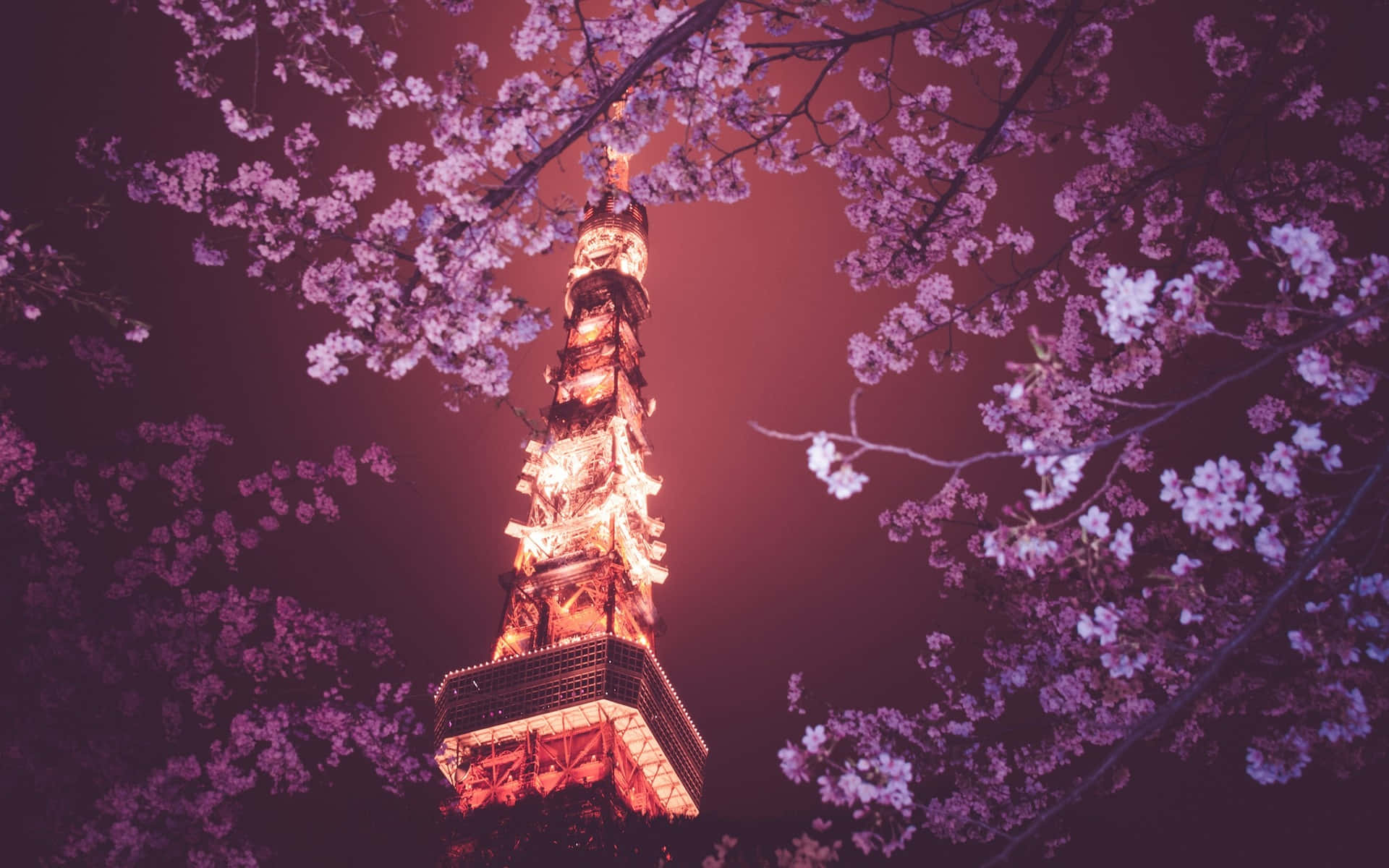 Tokyo-baggrund med Tokyo Tower over Sakura-træ Wallpapers