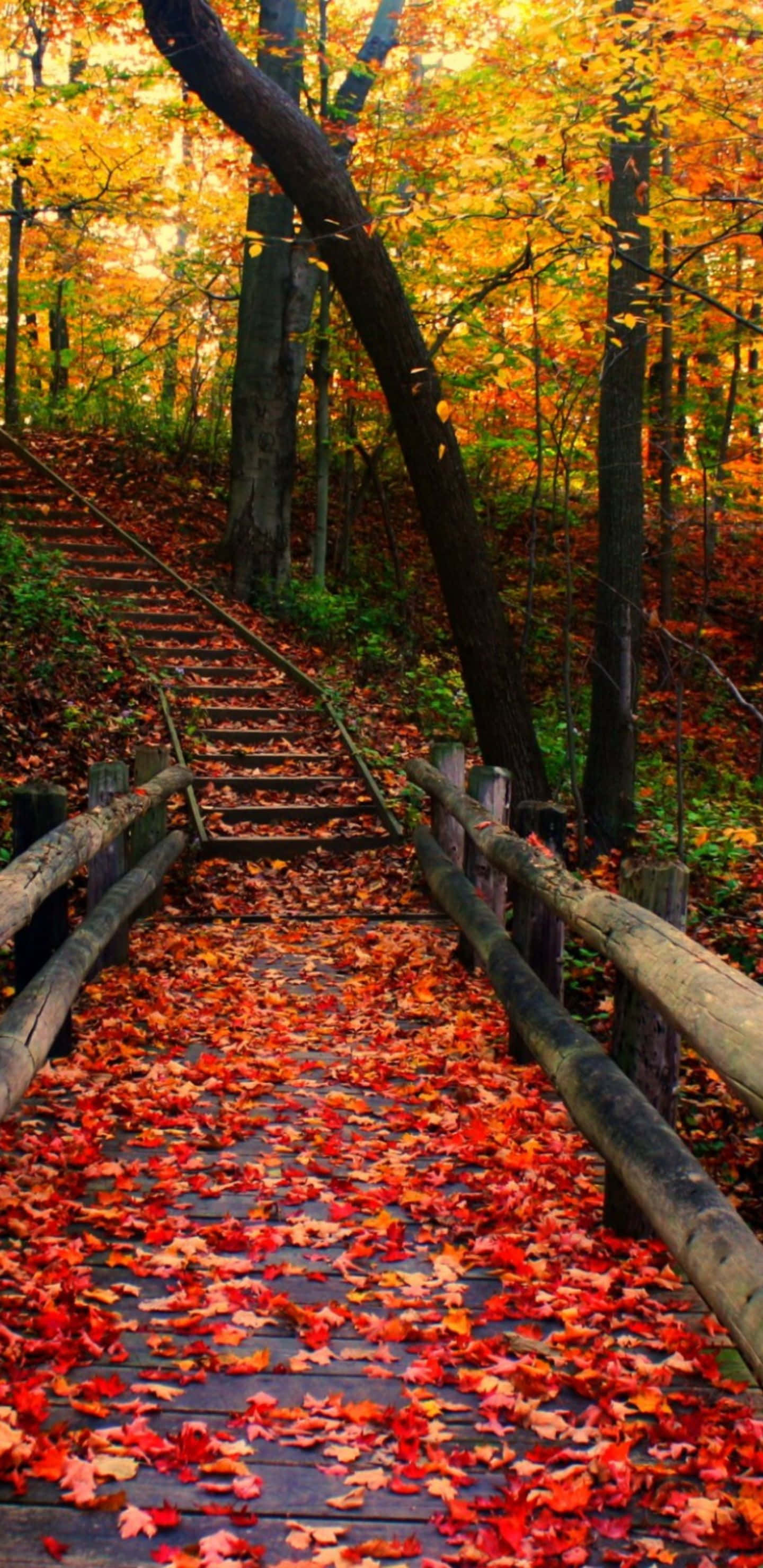 Tom Boardwalk i Efteråret Pixel 3XL Baggrund Wallpapers