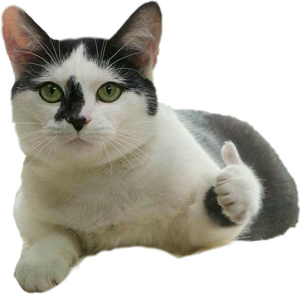 Tommelfinger op kat meme Wallpapers
