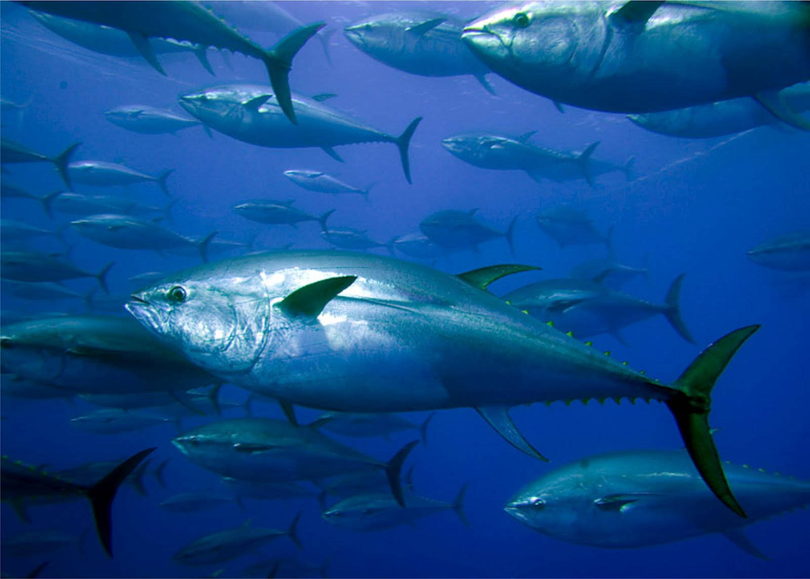 Tonfisk i havet Wallpapers
