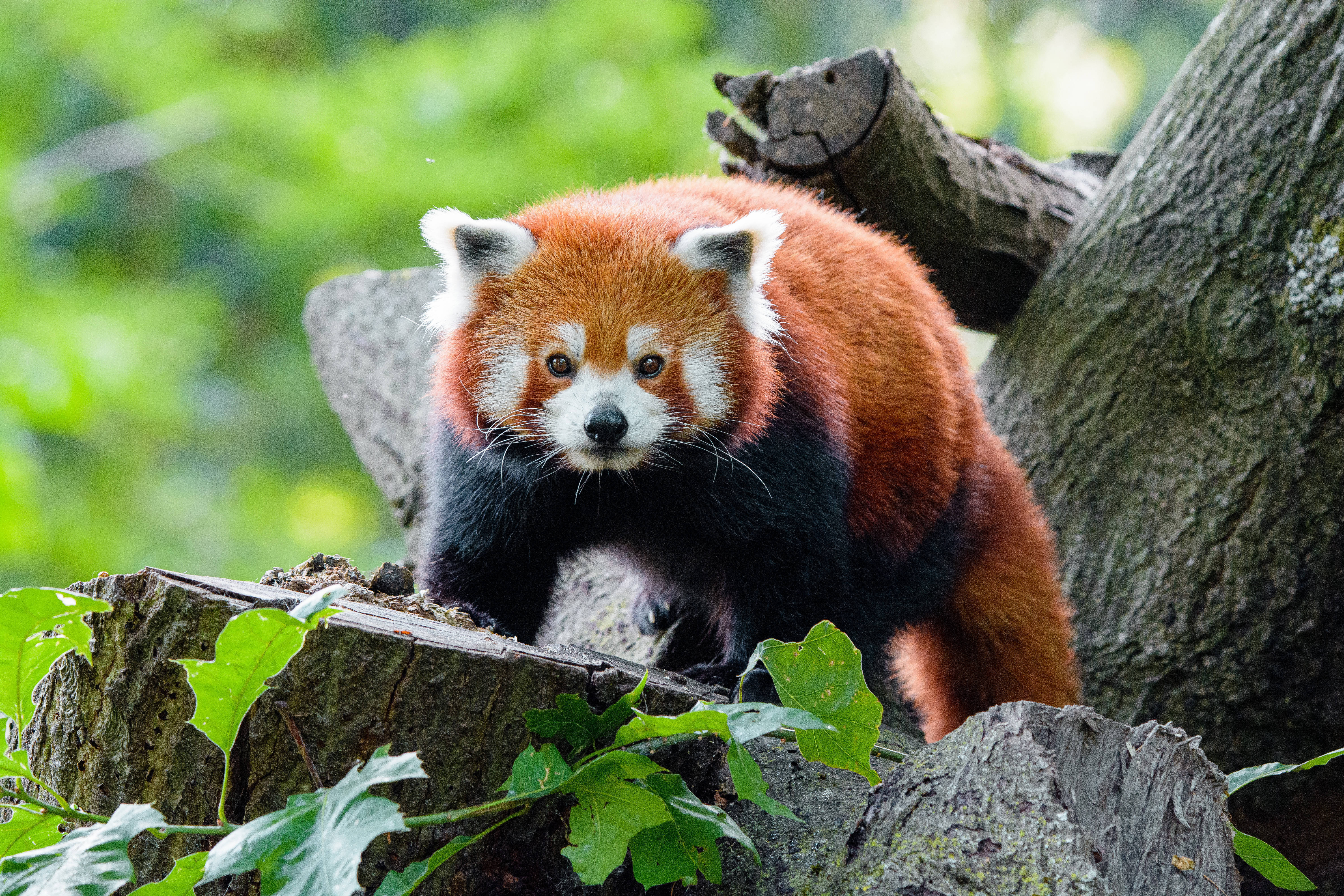 Træ med rød panda Wallpapers