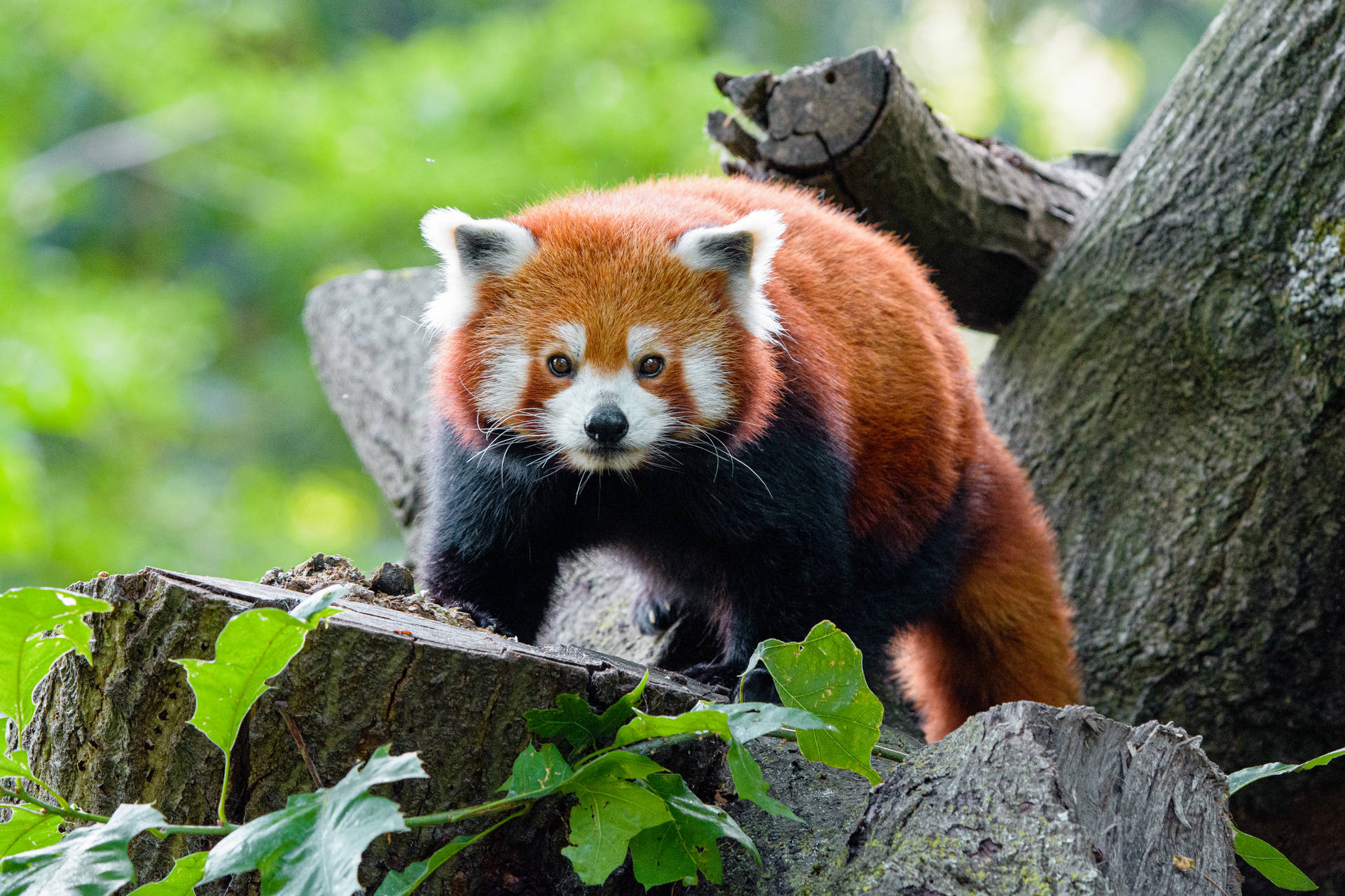 Fældet træ med rød panda på toppen som baggrund. — Panda Wallpapers