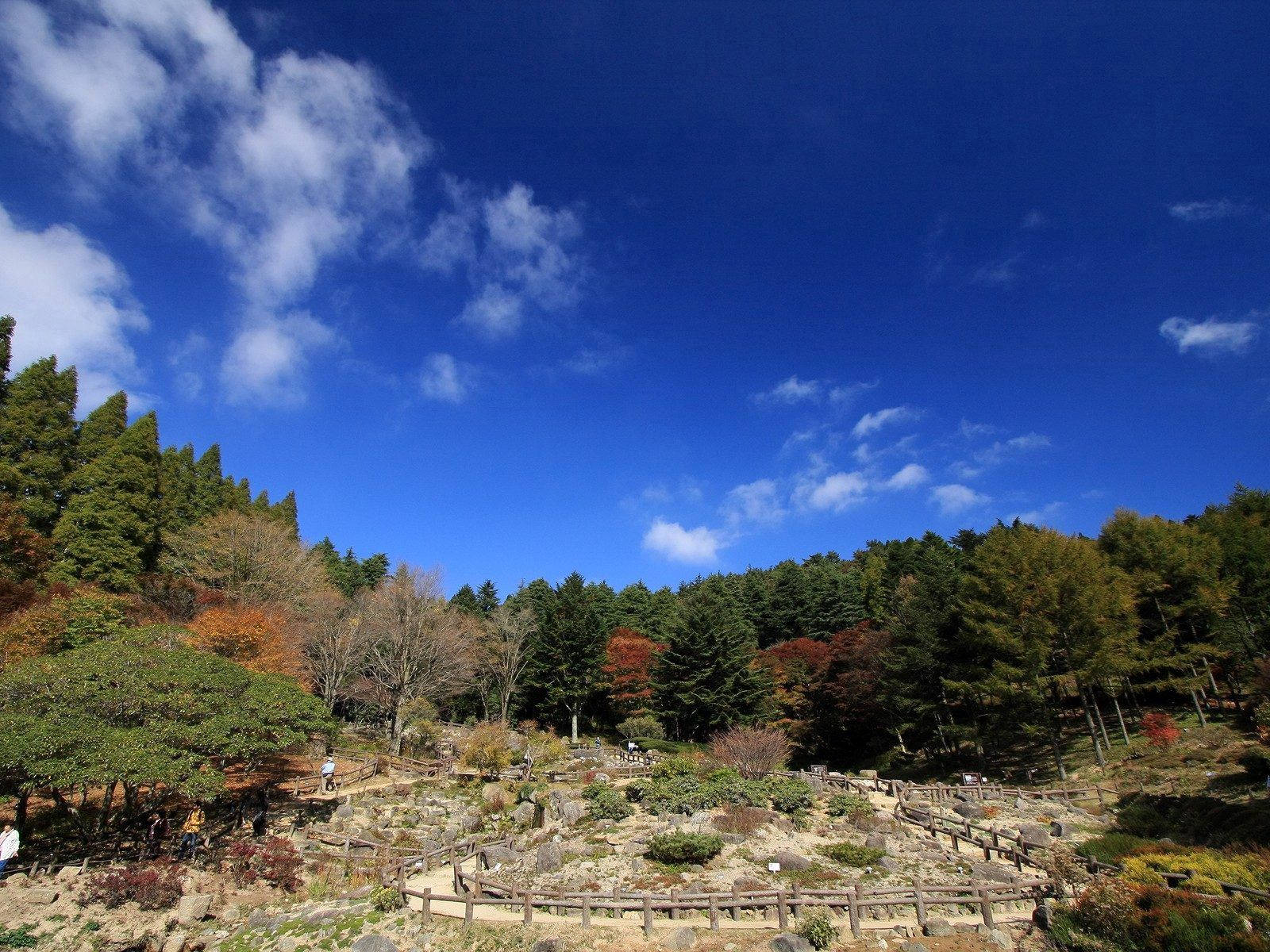 Træ og park natur baggrund — Natur Wallpapers