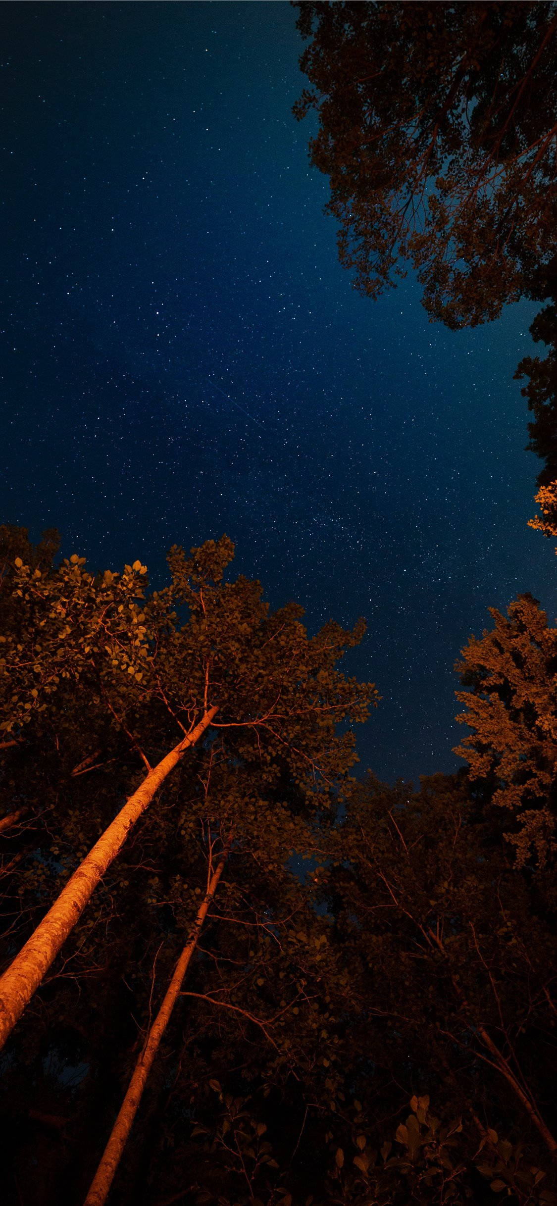 Træer og nattehimmel iOS 11 Wallpapers