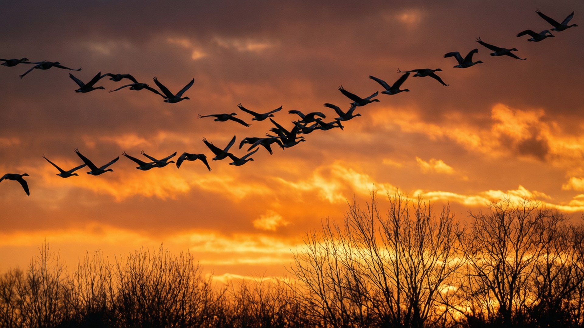 Trækkende Gæs i Solnedgang Wallpapers