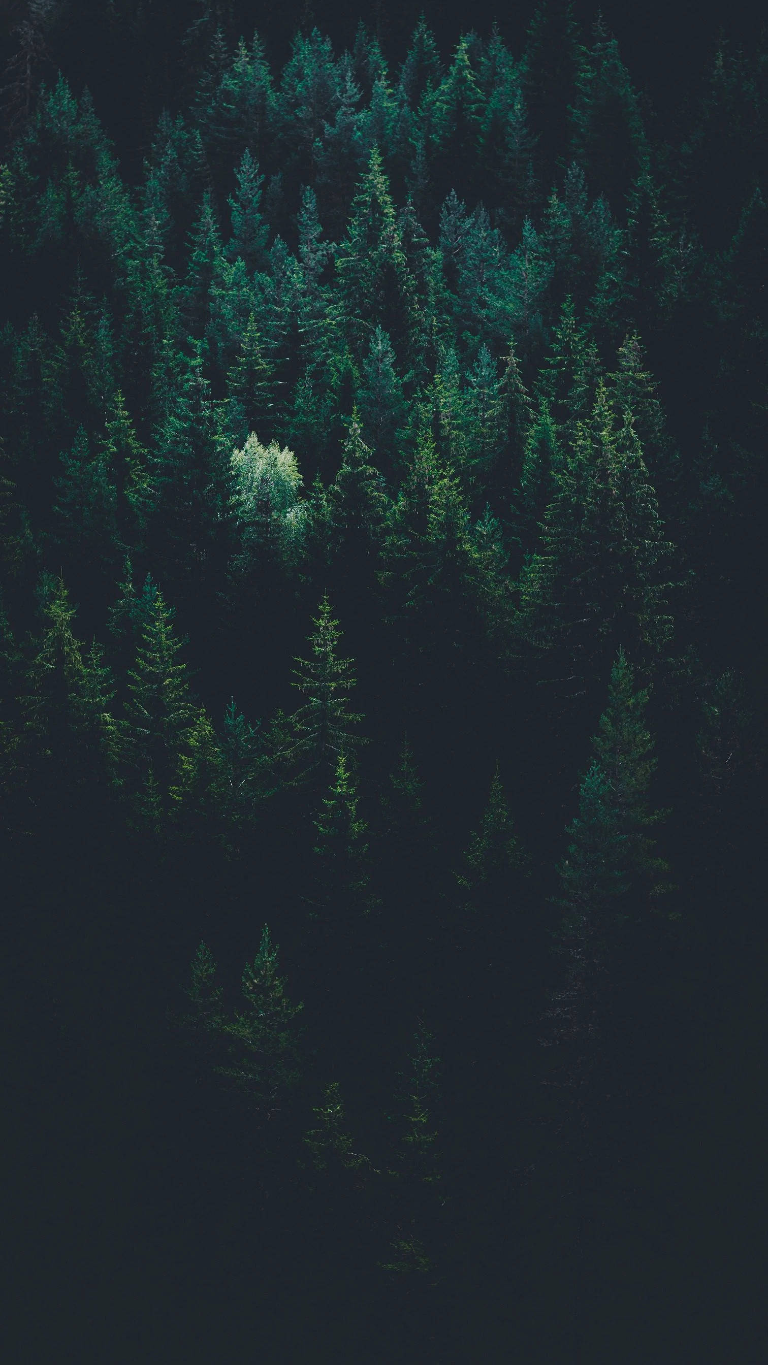 Trælinje i en skovgrøn iPhone Wallpapers
