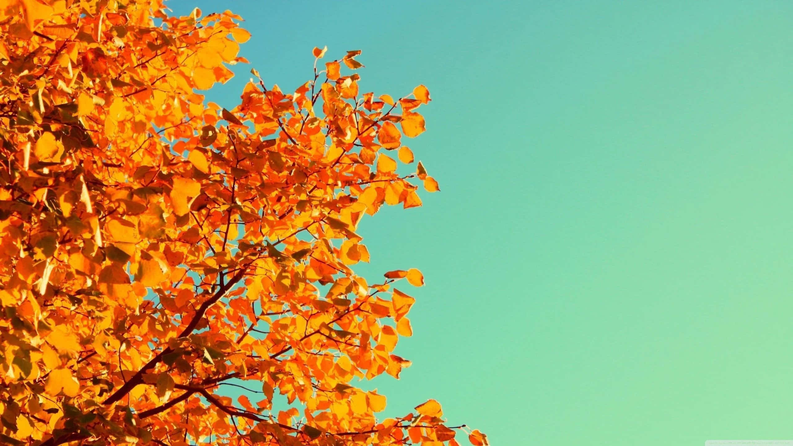 Træd ind i en verden af levende orange og sommerstemning Wallpapers