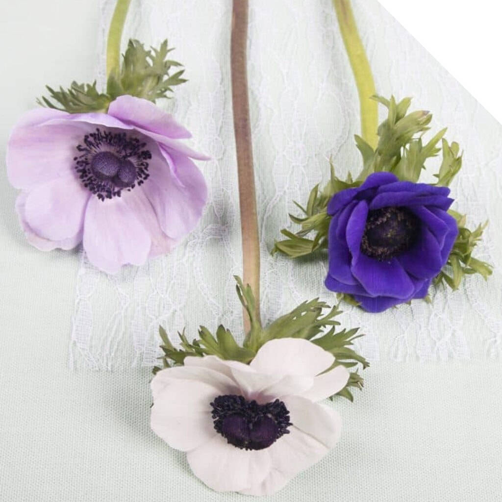 Tre anemoneblomster Wallpapers