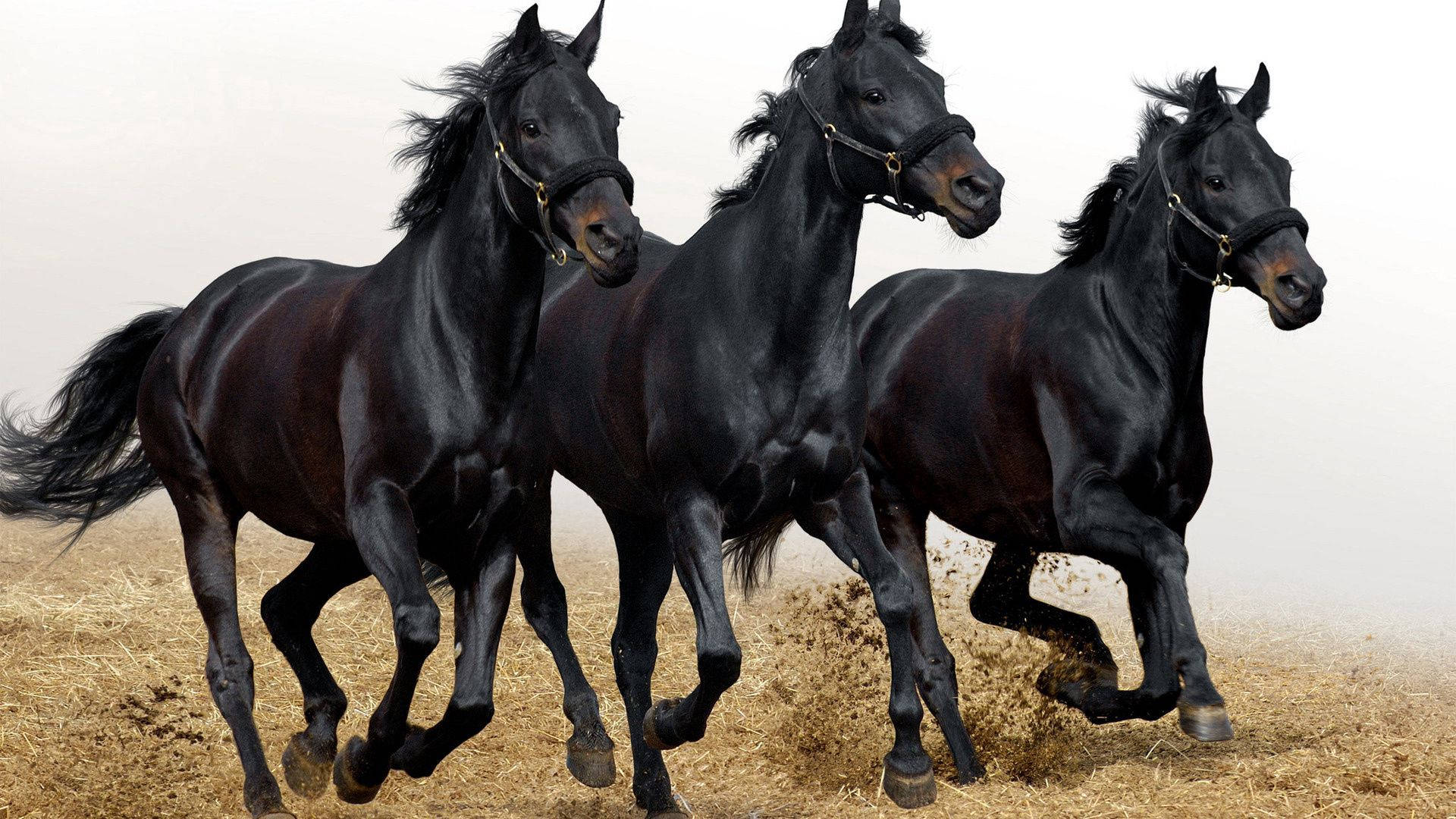 Tre heste springer ind i en solbeskinnet sti Wallpapers