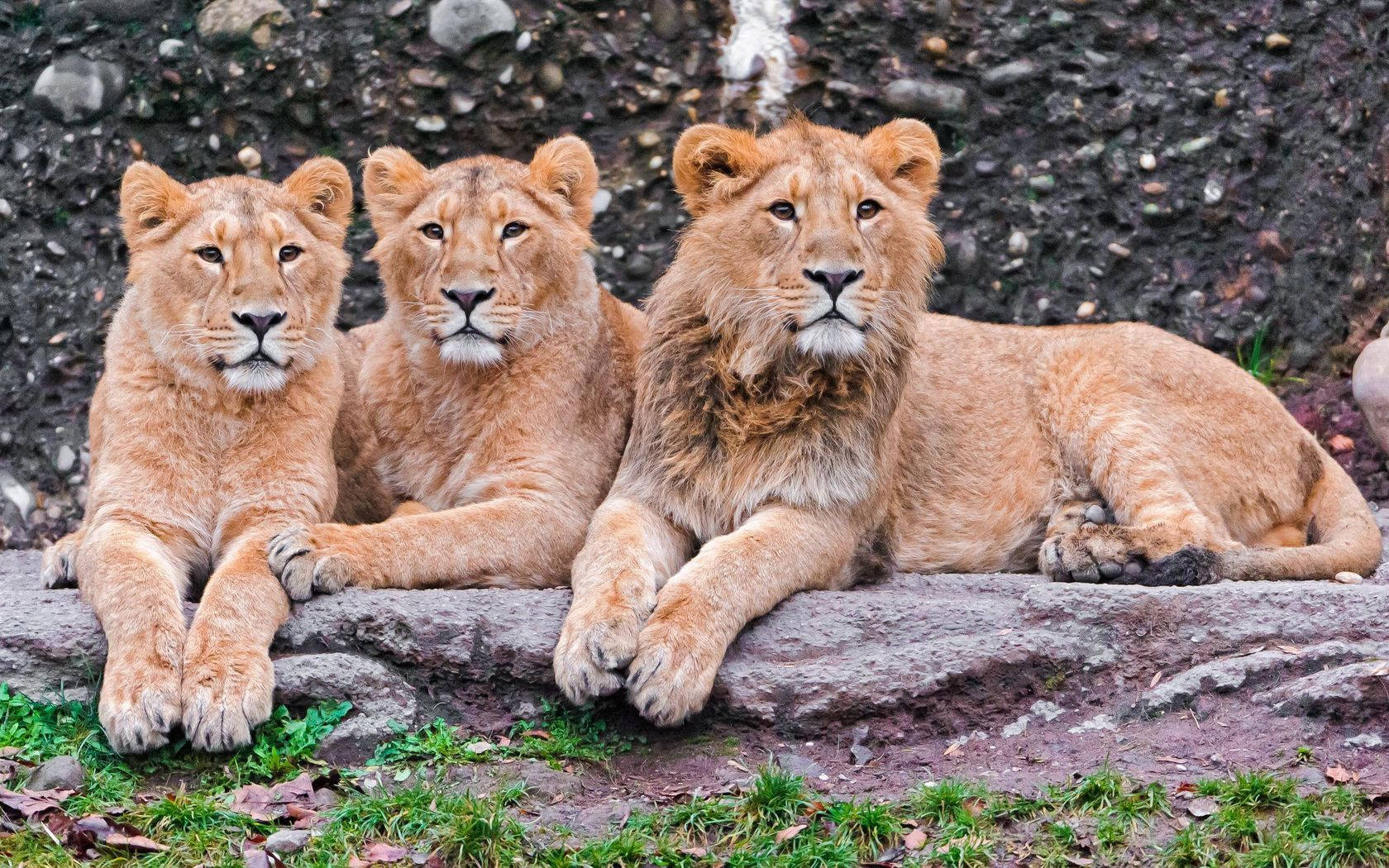"Tre majestætiske afrikanske løver i Serengeti" Wallpapers