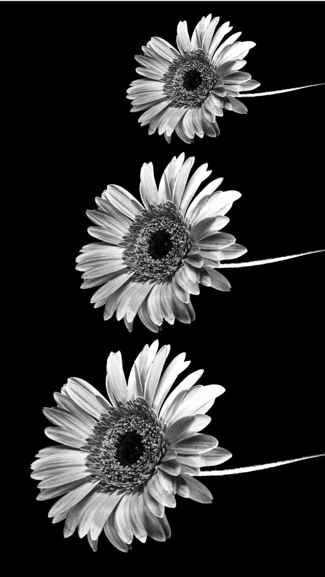 Sort/hvid æstetisk telefon — Blomster Wallpapers