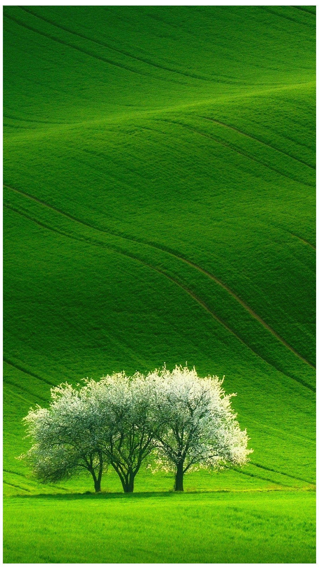 Tre træer på græsareal Wallpapers