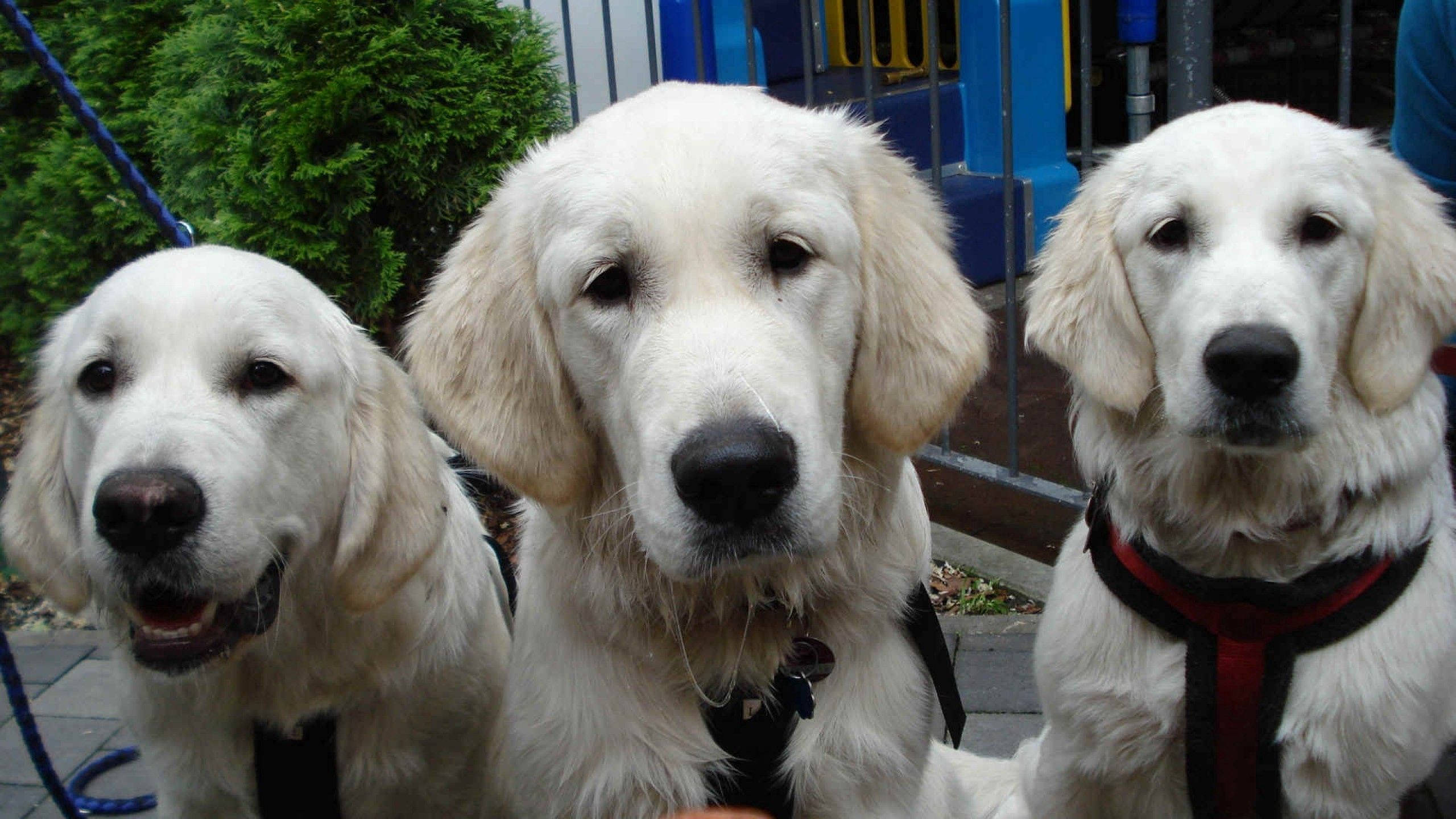 Tre voksne cremefarvede labradorhunde Wallpapers