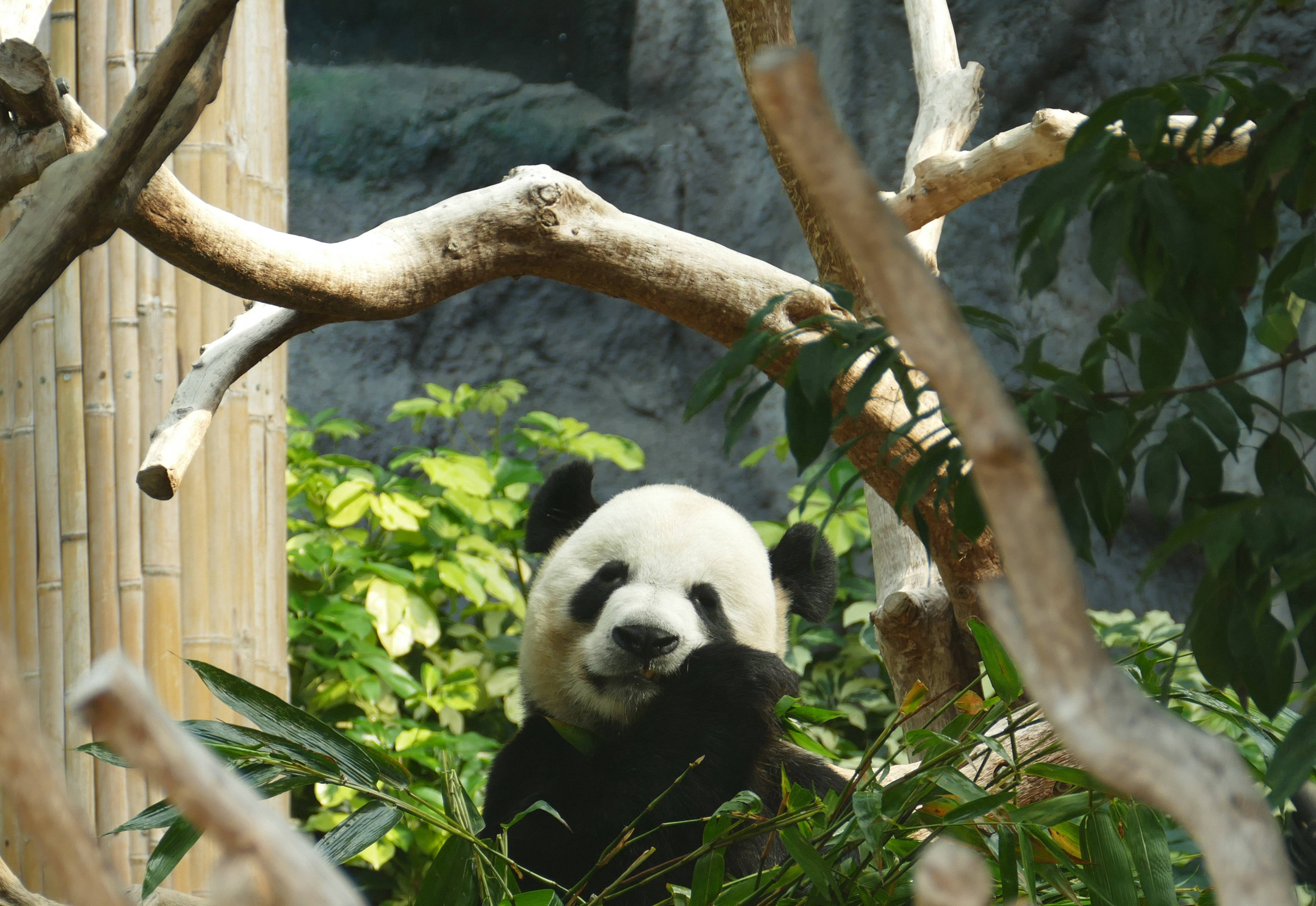 Trægren Panda Wallpapers