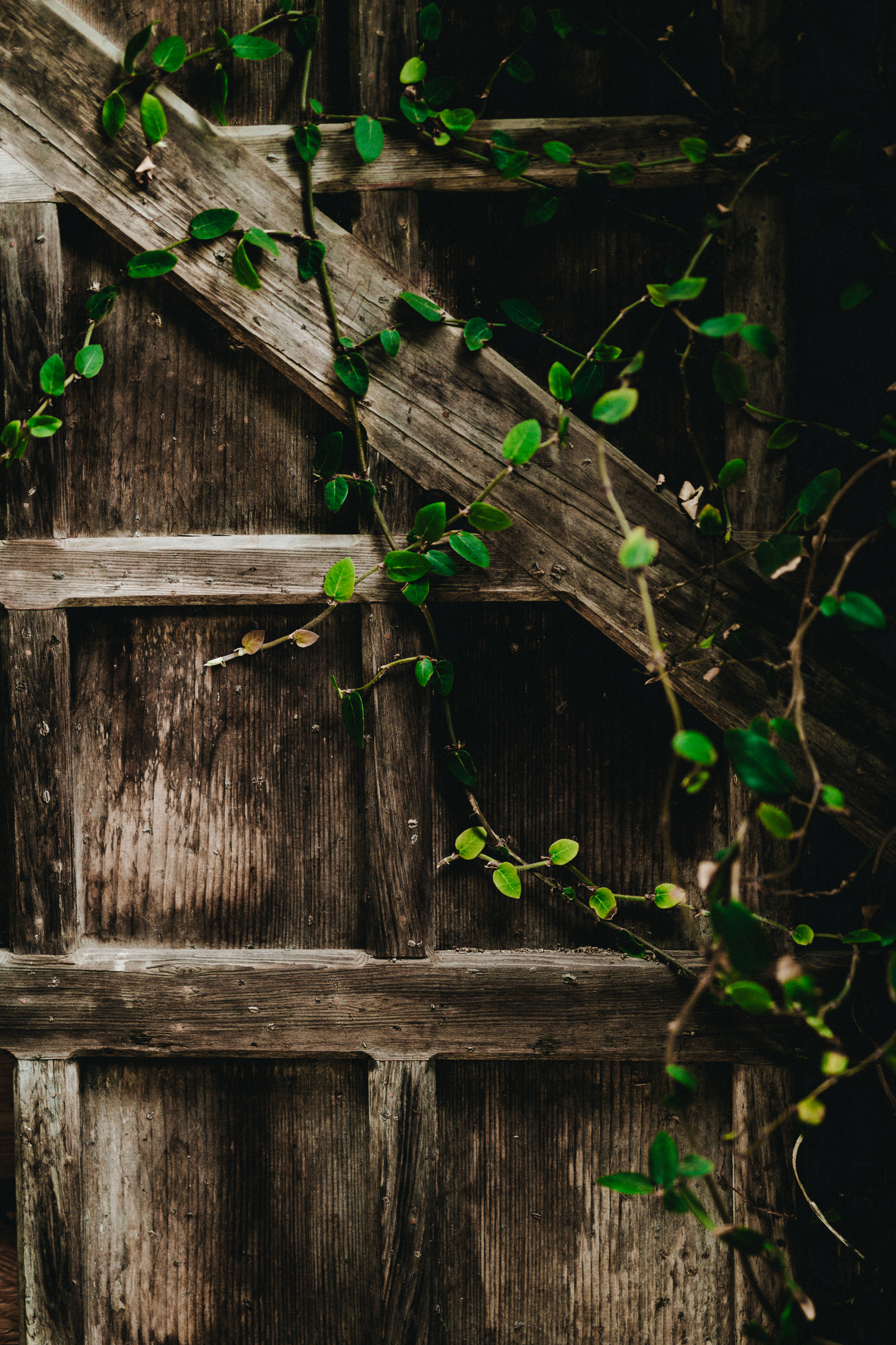 Træhegn med slyngplanter til iPad Pro Wallpapers