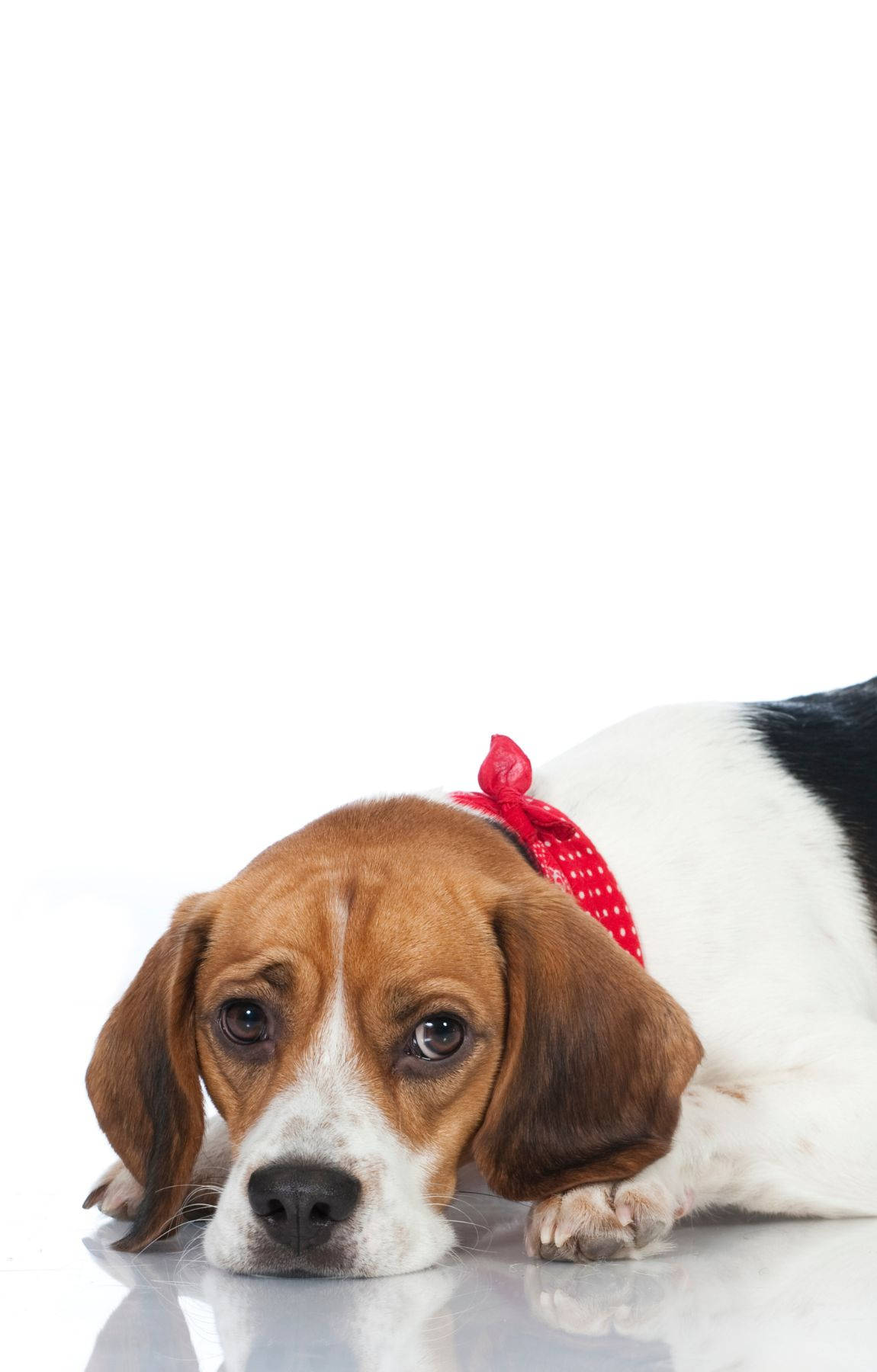 Trist beaglehund Wallpapers
