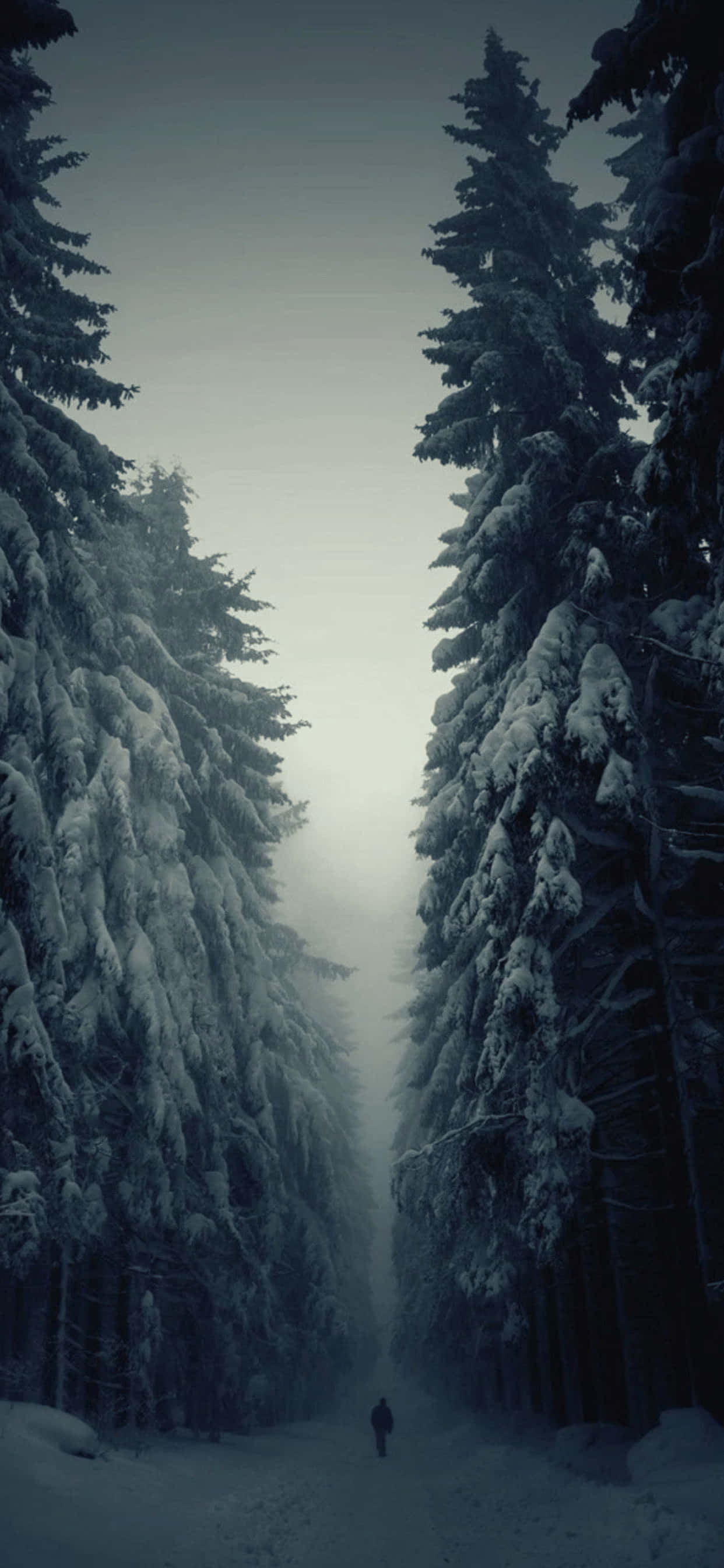 Triste fyrretræer iPhone XS Max vinterbaggrund Wallpapers