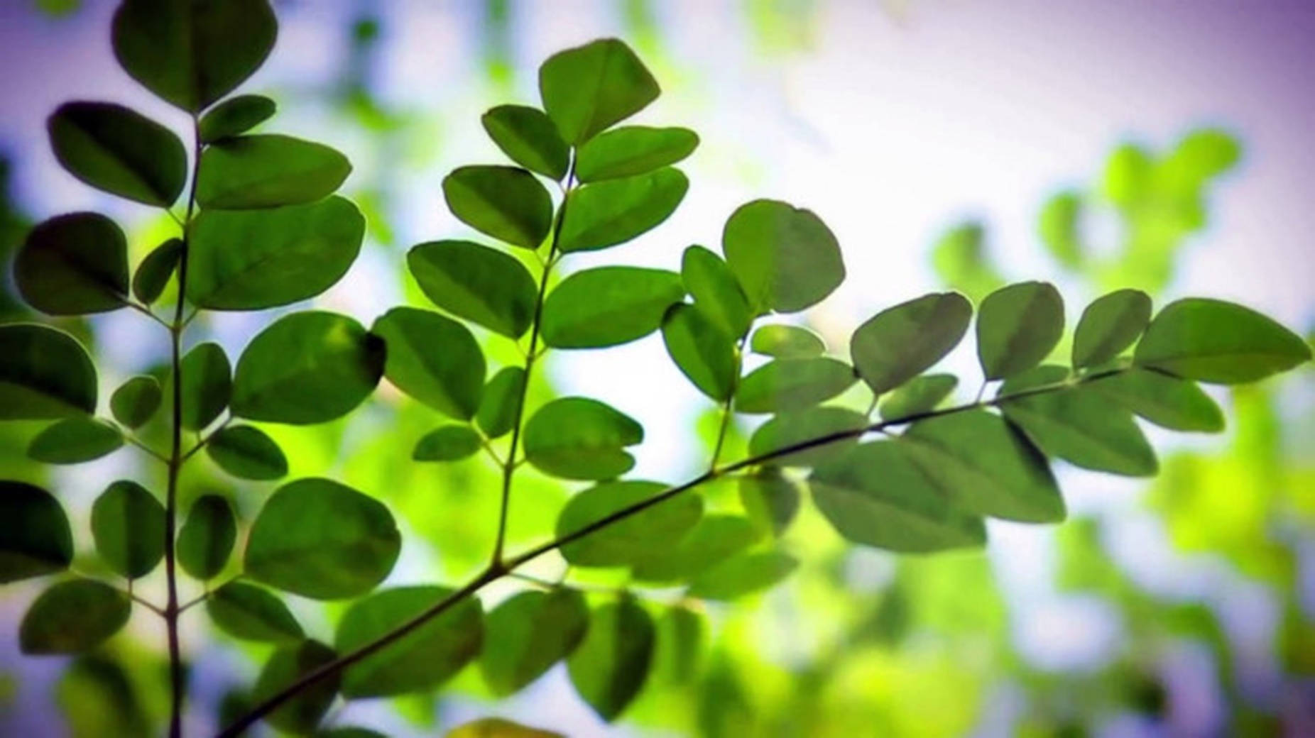 Trives Moringa Oleifera - Naturens fineste medicinske vidunder Wallpapers