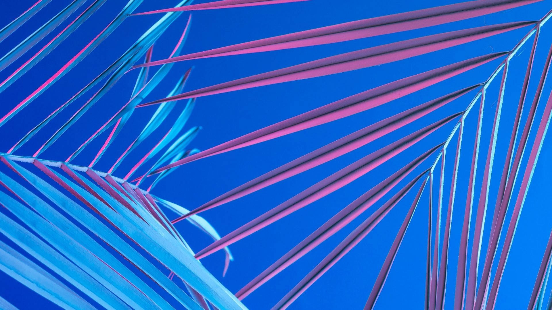 Tropisk blad æstetisk Mac Wallpapers