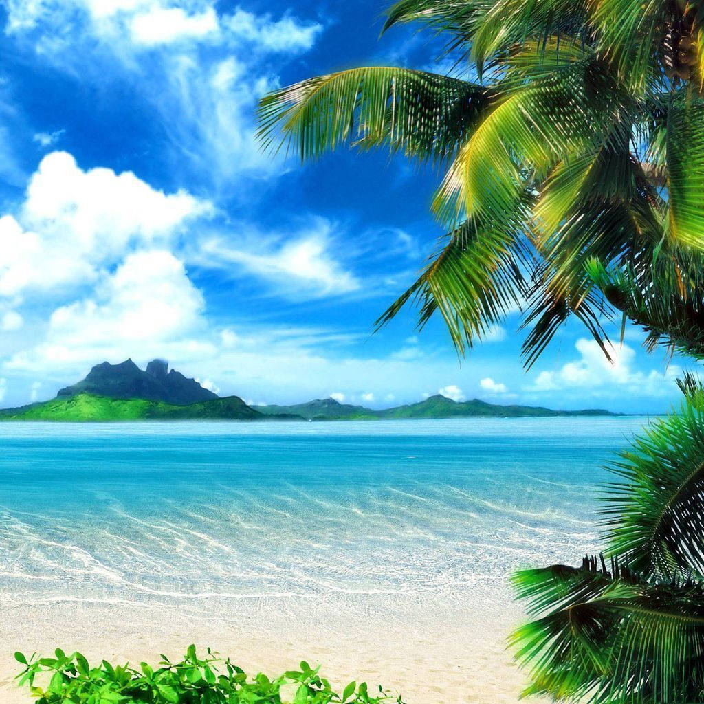 Tropisk kyst iPad Mini Wallpapers