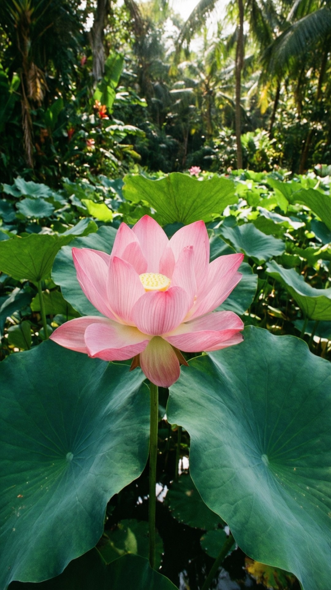 Tropisk Lotusdam Wallpapers