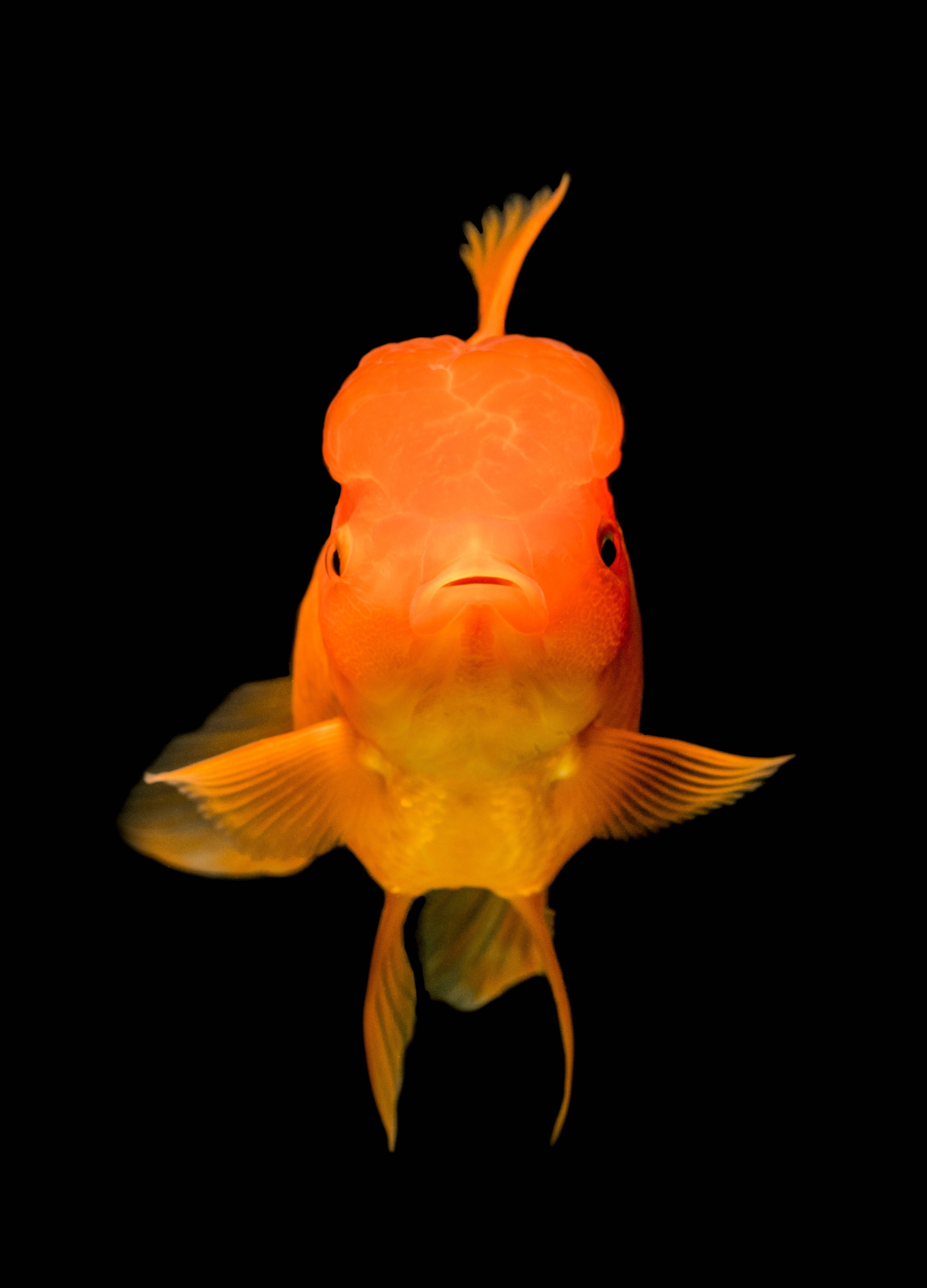 Tropisk paradis under vandet: farverig fiskestime Wallpapers