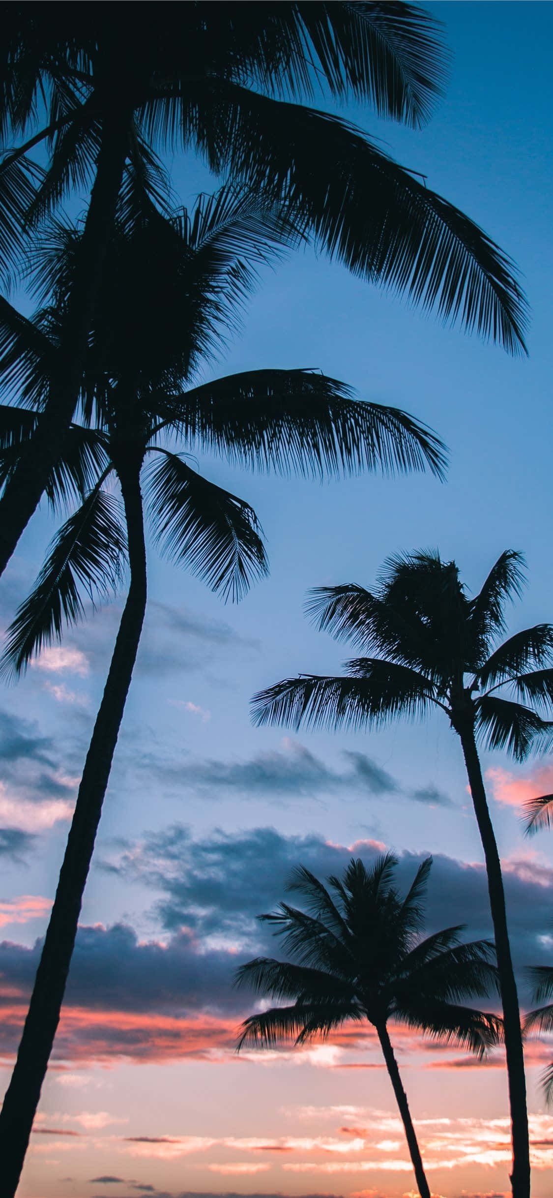 Tropisk paradis på din skærm: Palmetræ iPhone-baggrund Wallpapers