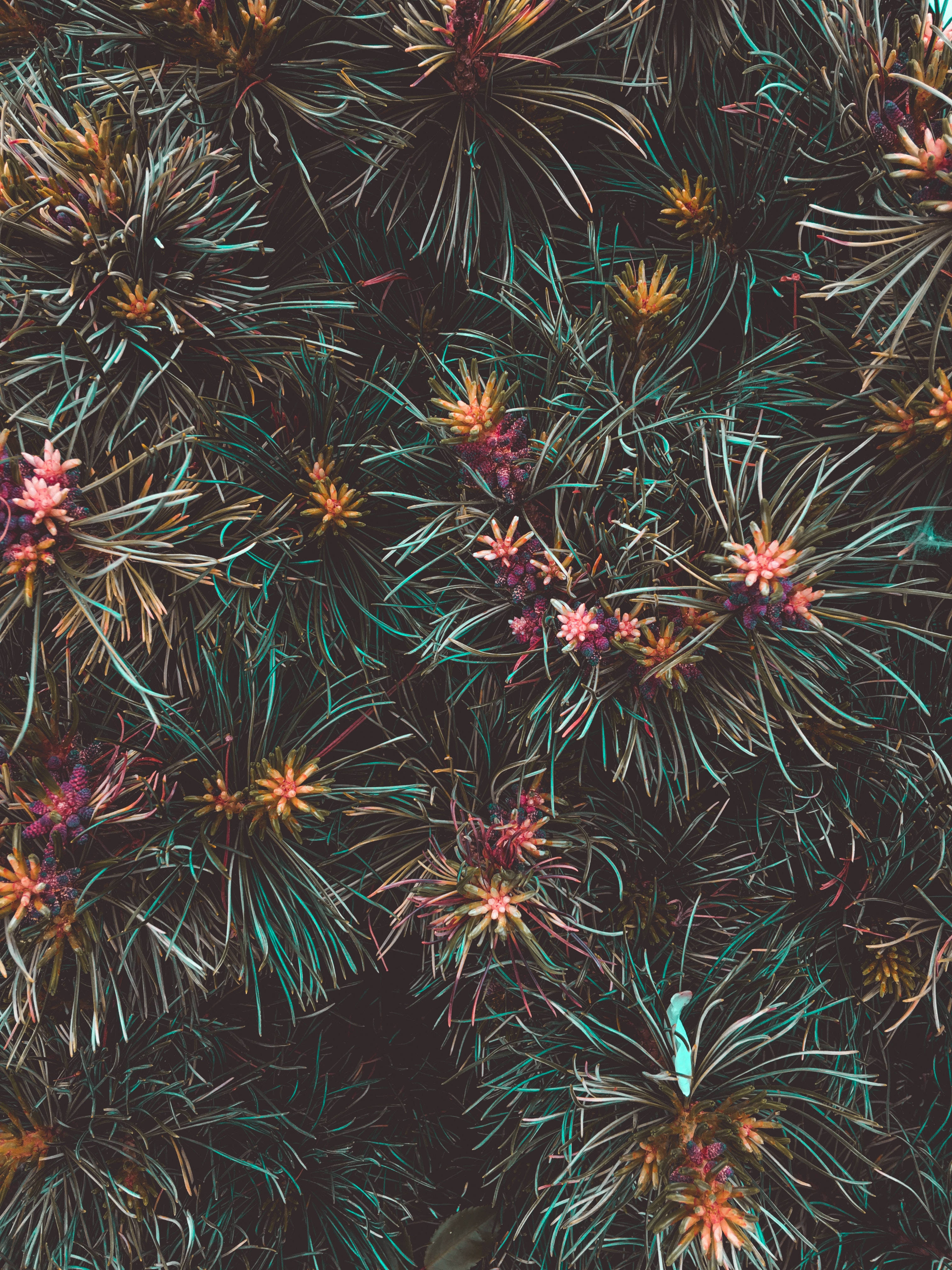 Tropisk Pragt: Et Farverigt Skue af Eksotiske Blomster Wallpapers