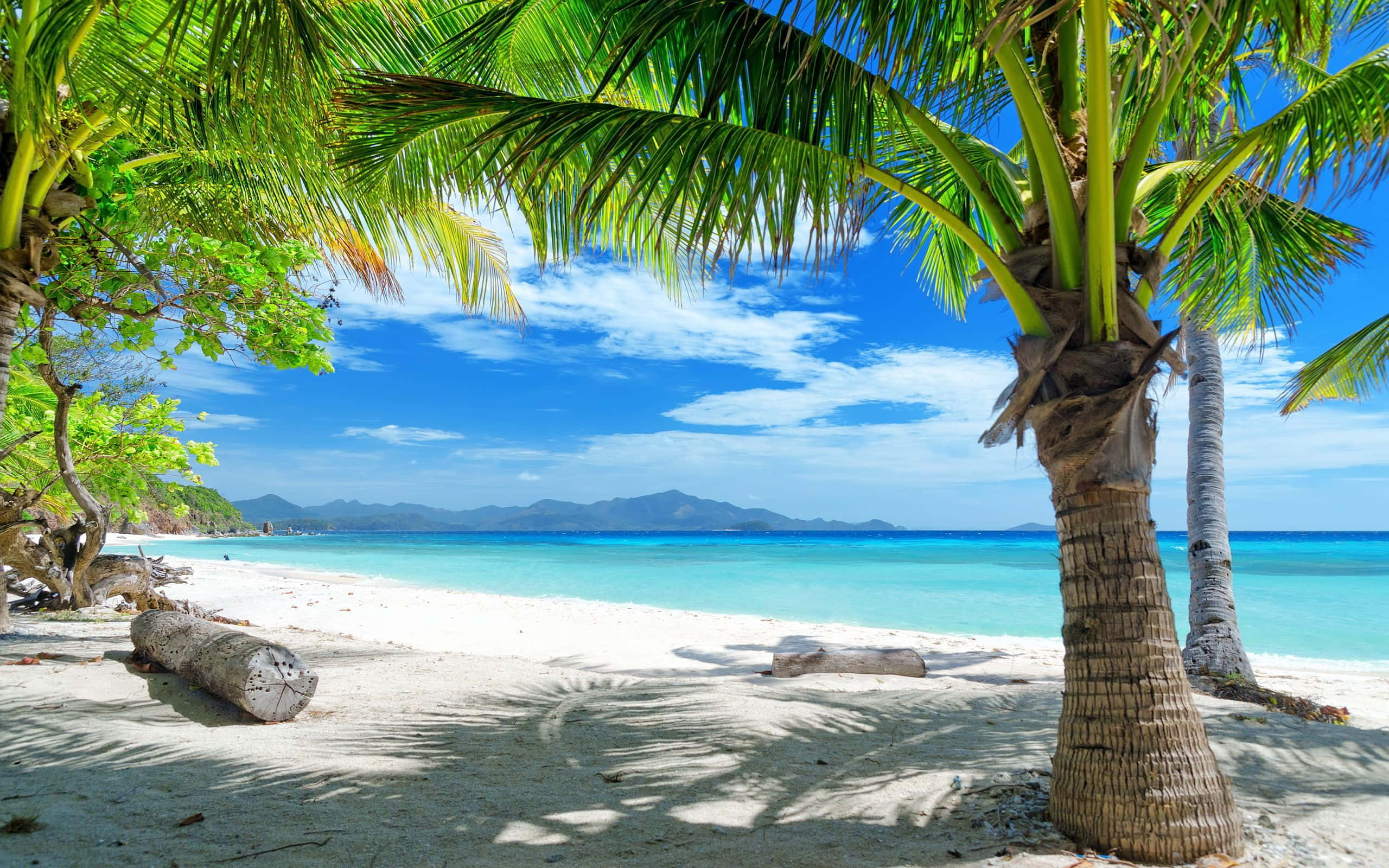 Tropisk sommer ved Palm Beach Wallpapers