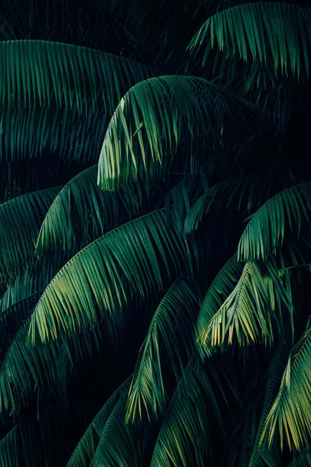 Tropiske planter kokospalme Wallpapers