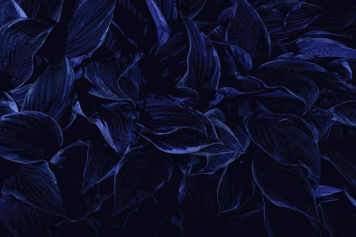 Tørrede kronblade æstetisk mørkeblå HD Wallpapers