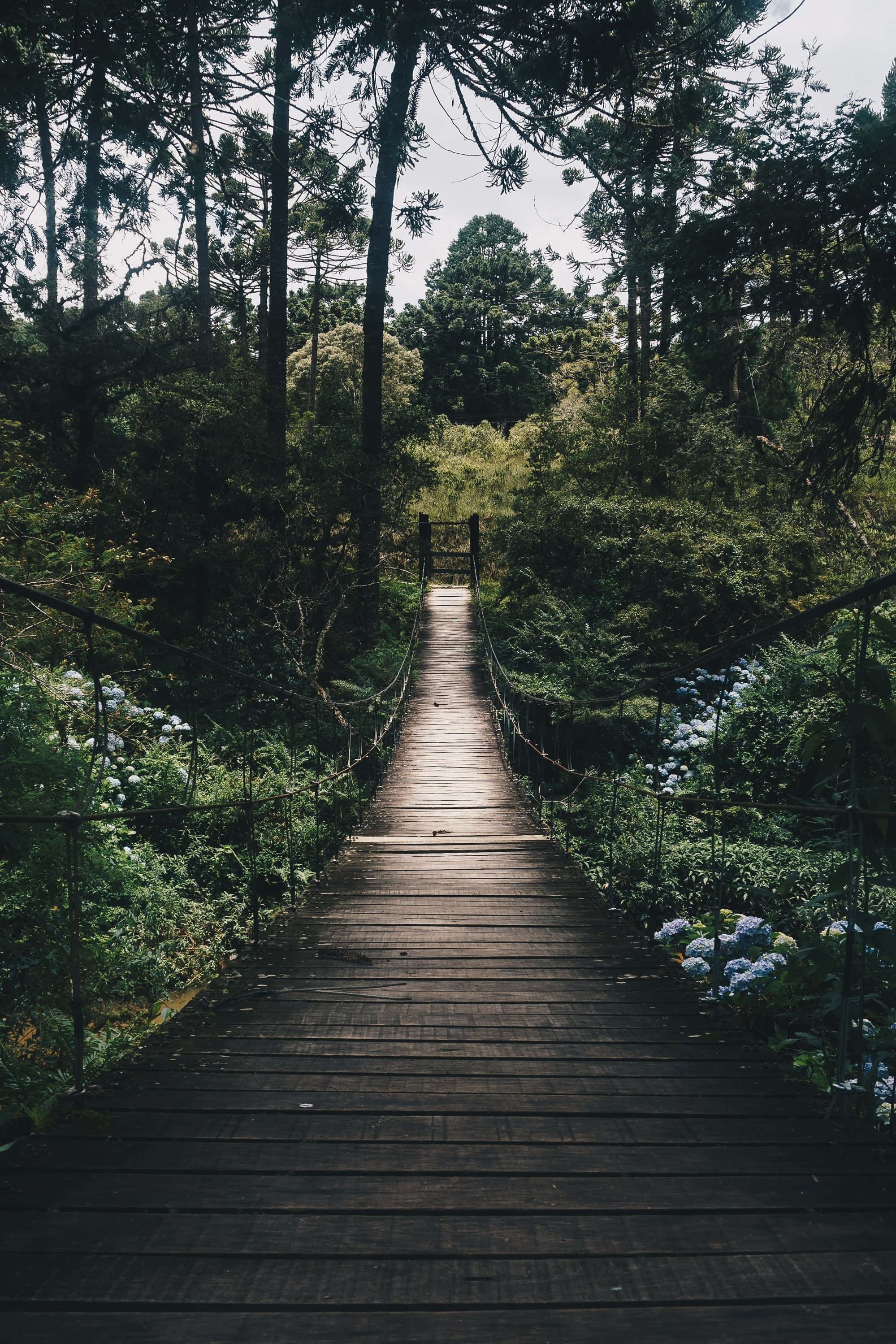 Træsti Natur Telefon Wallpapers