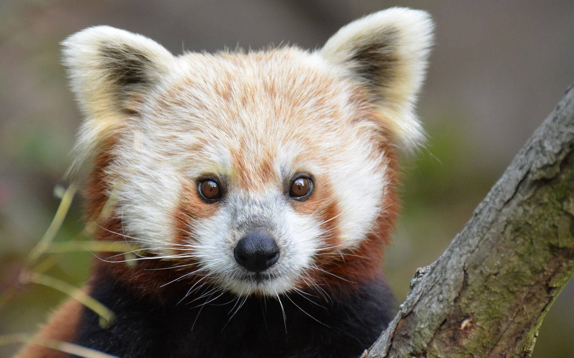 Tæt på rød panda unge Wallpapers
