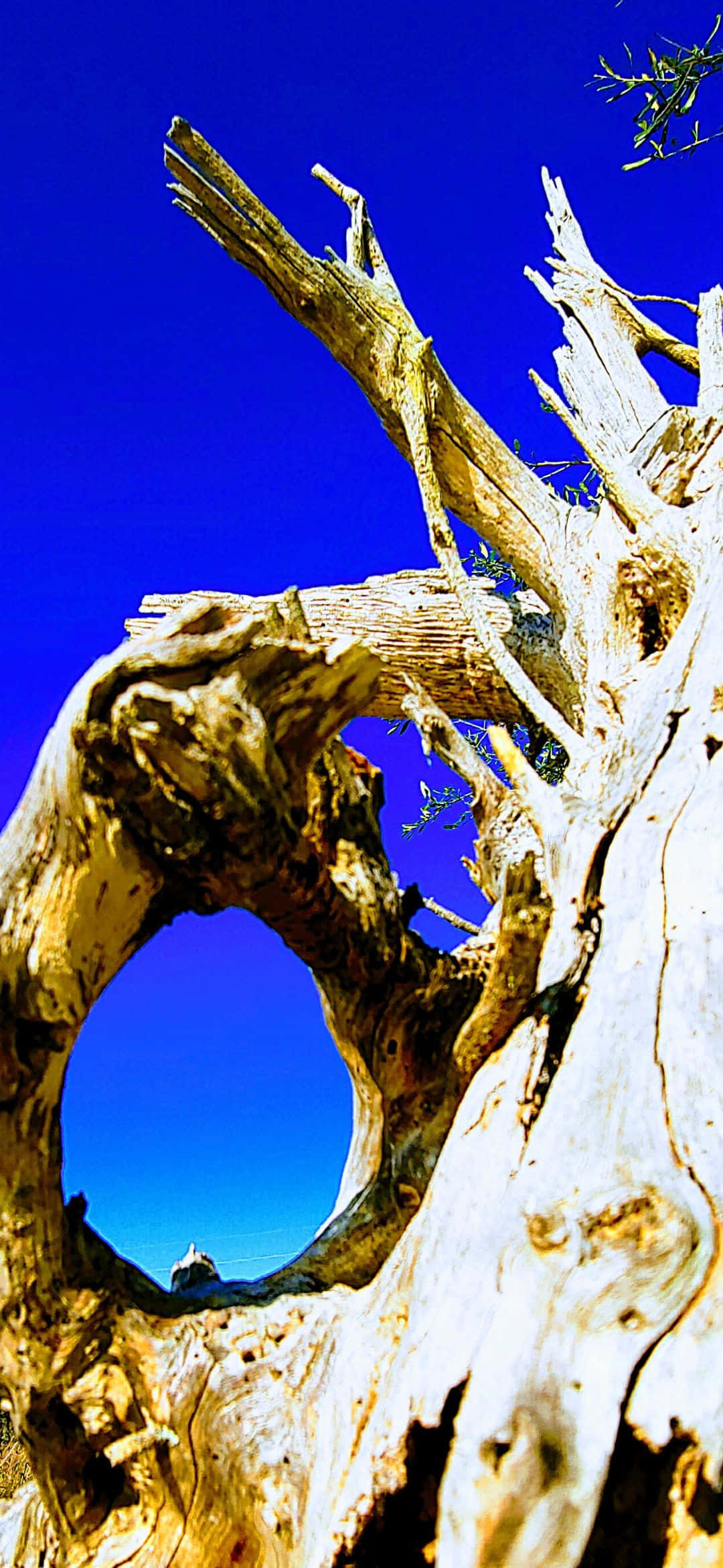 Turkisblåt vand i Caribien Wallpapers
