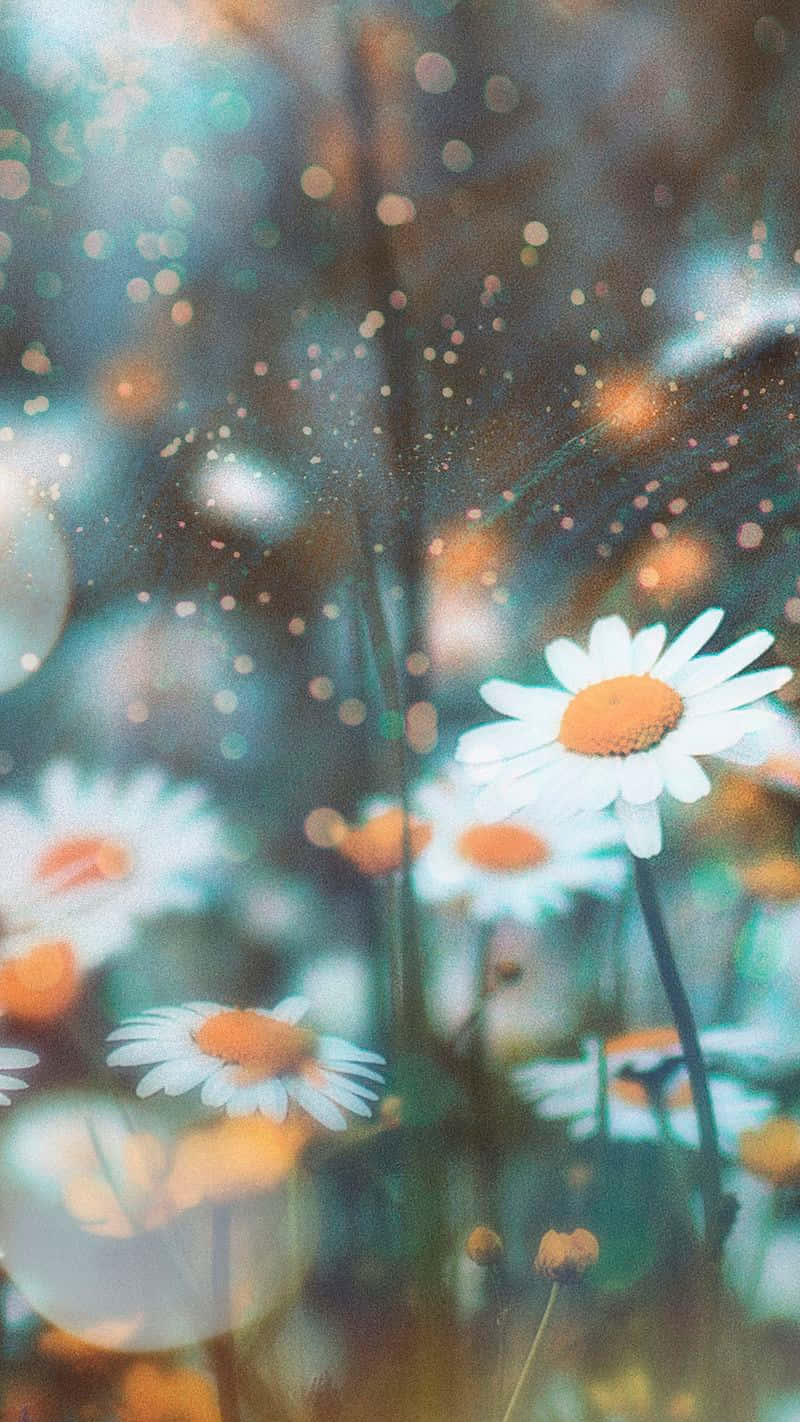 tusindfryd på marken med sløret baggrund Wallpapers