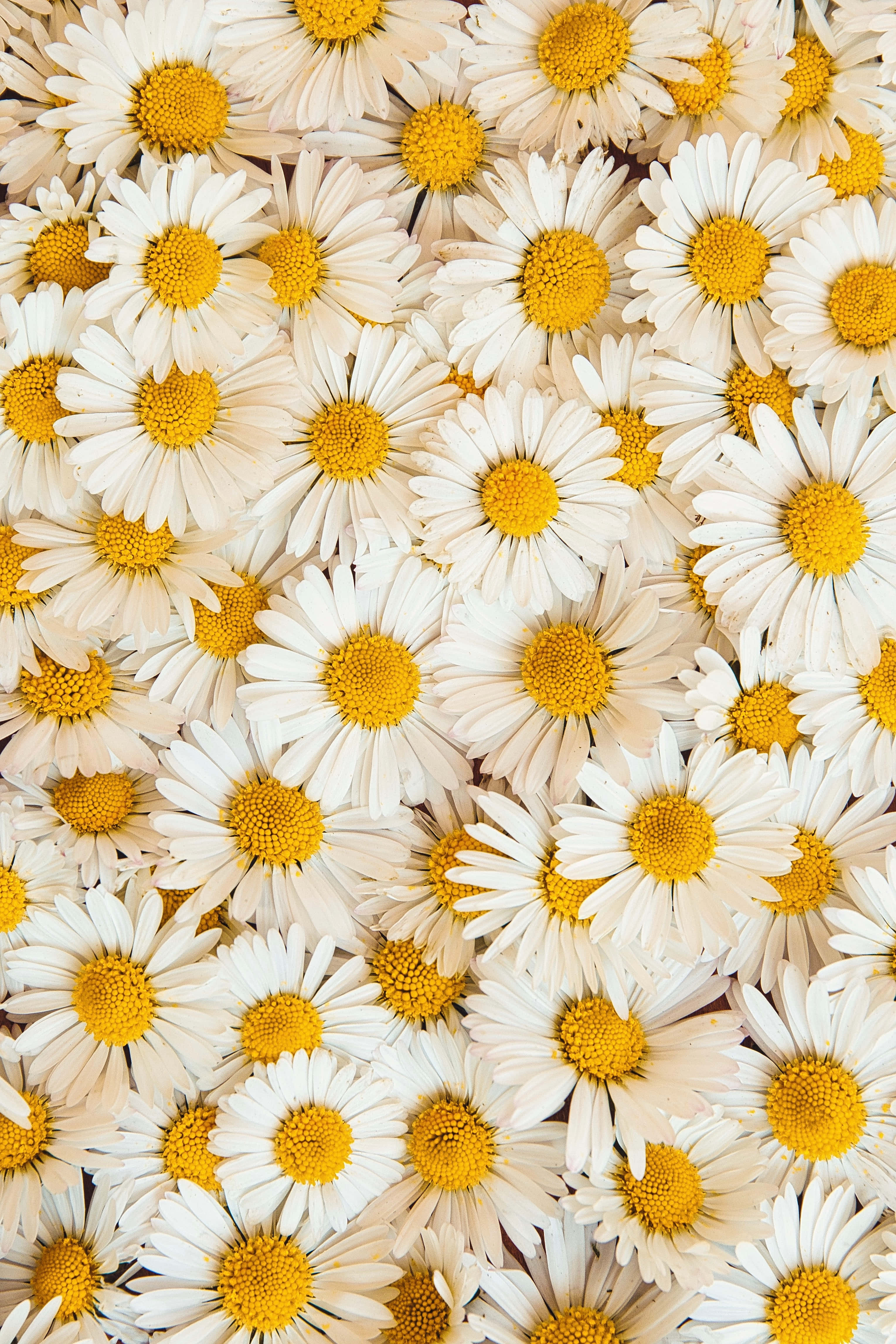 Tusindfrydsmark ved skumring Wallpapers