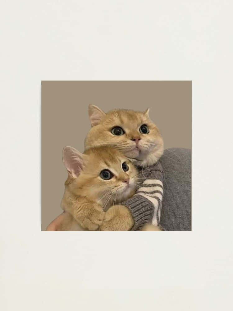 Twin Feline Harmony - Matchende katteprofilbilleder Wallpapers