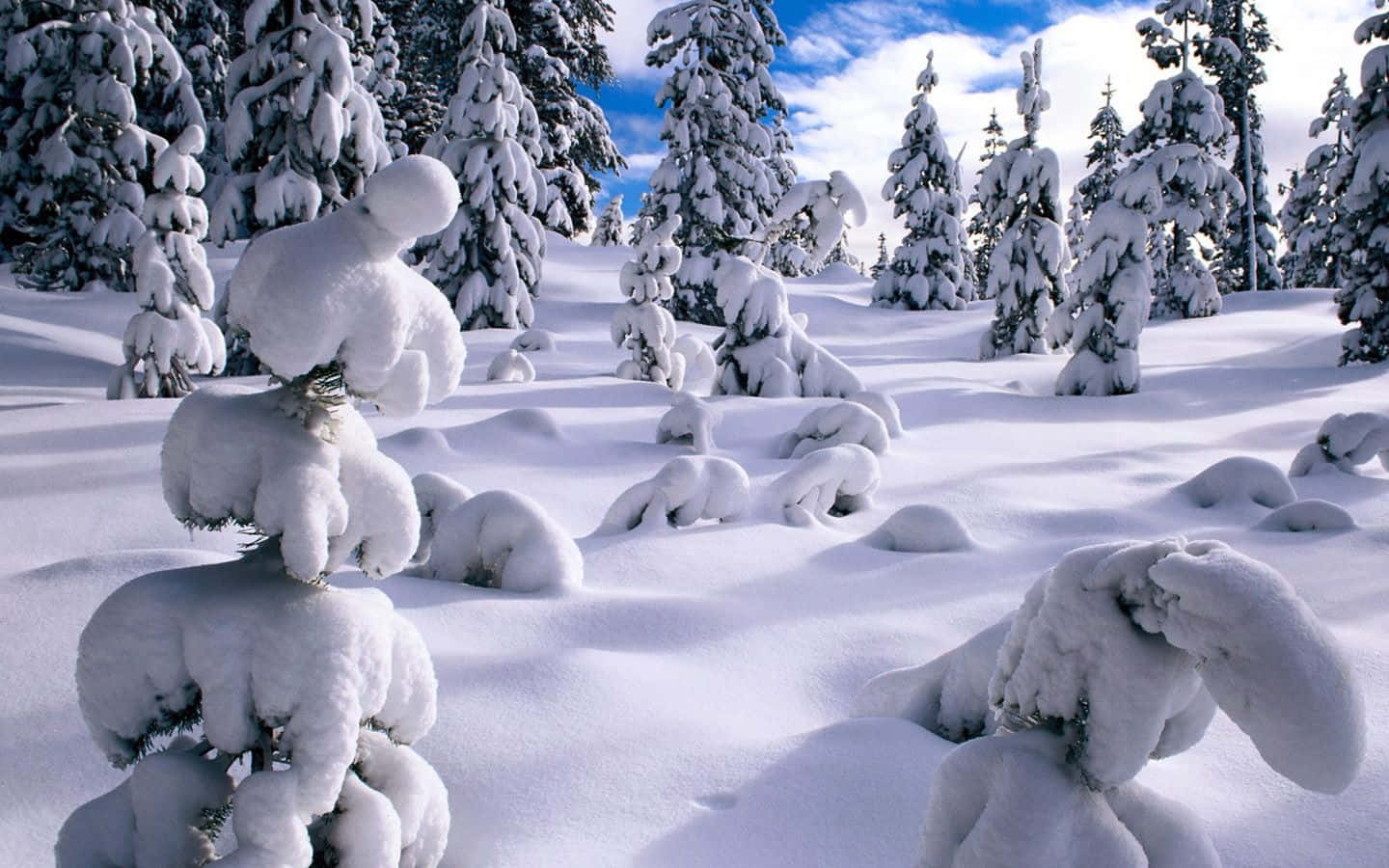 Tykt sne på træer i et vinterlandskab Wallpapers