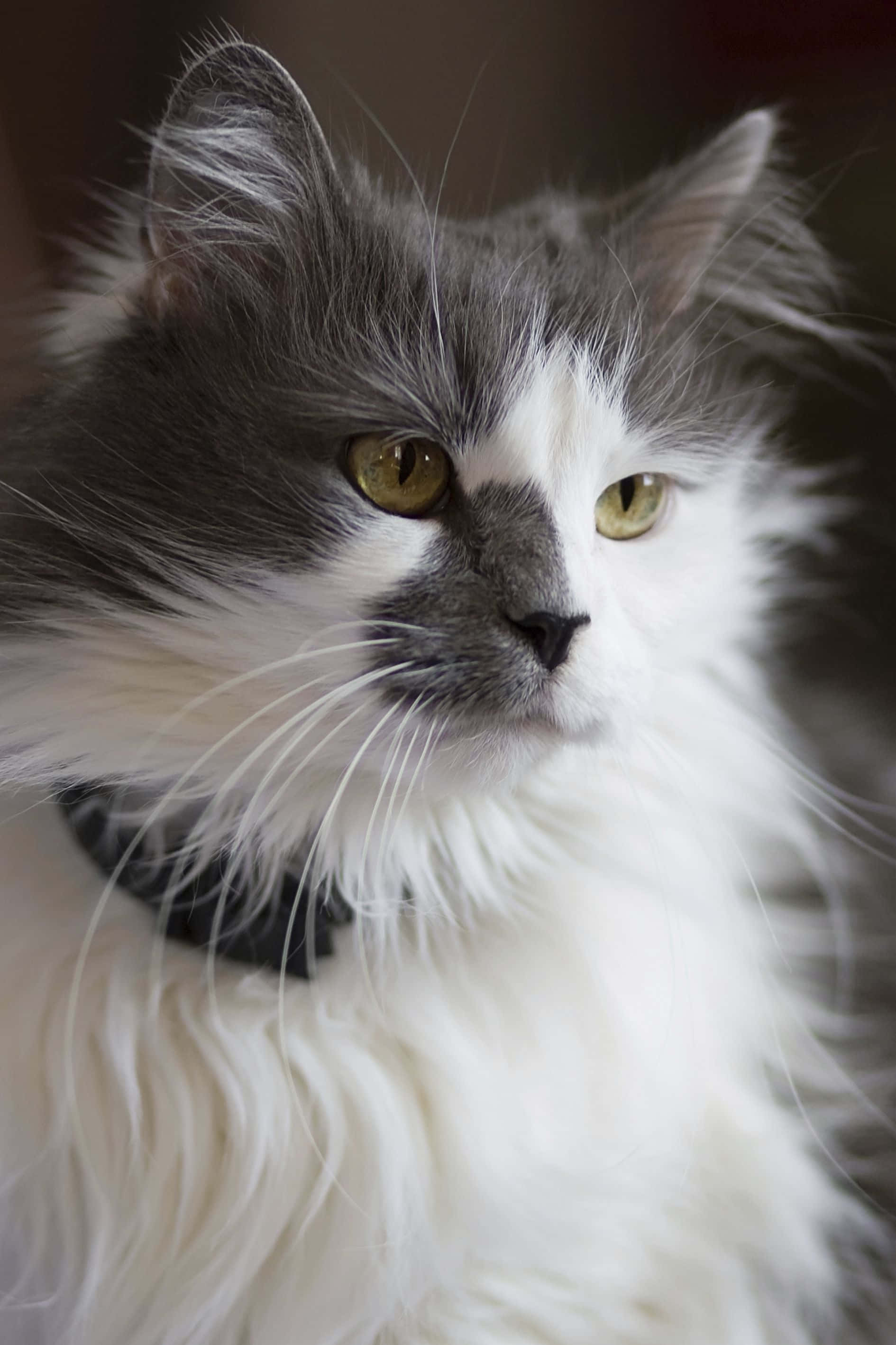 Tyrkisk Angora-kat slapper af på en sofa Wallpapers