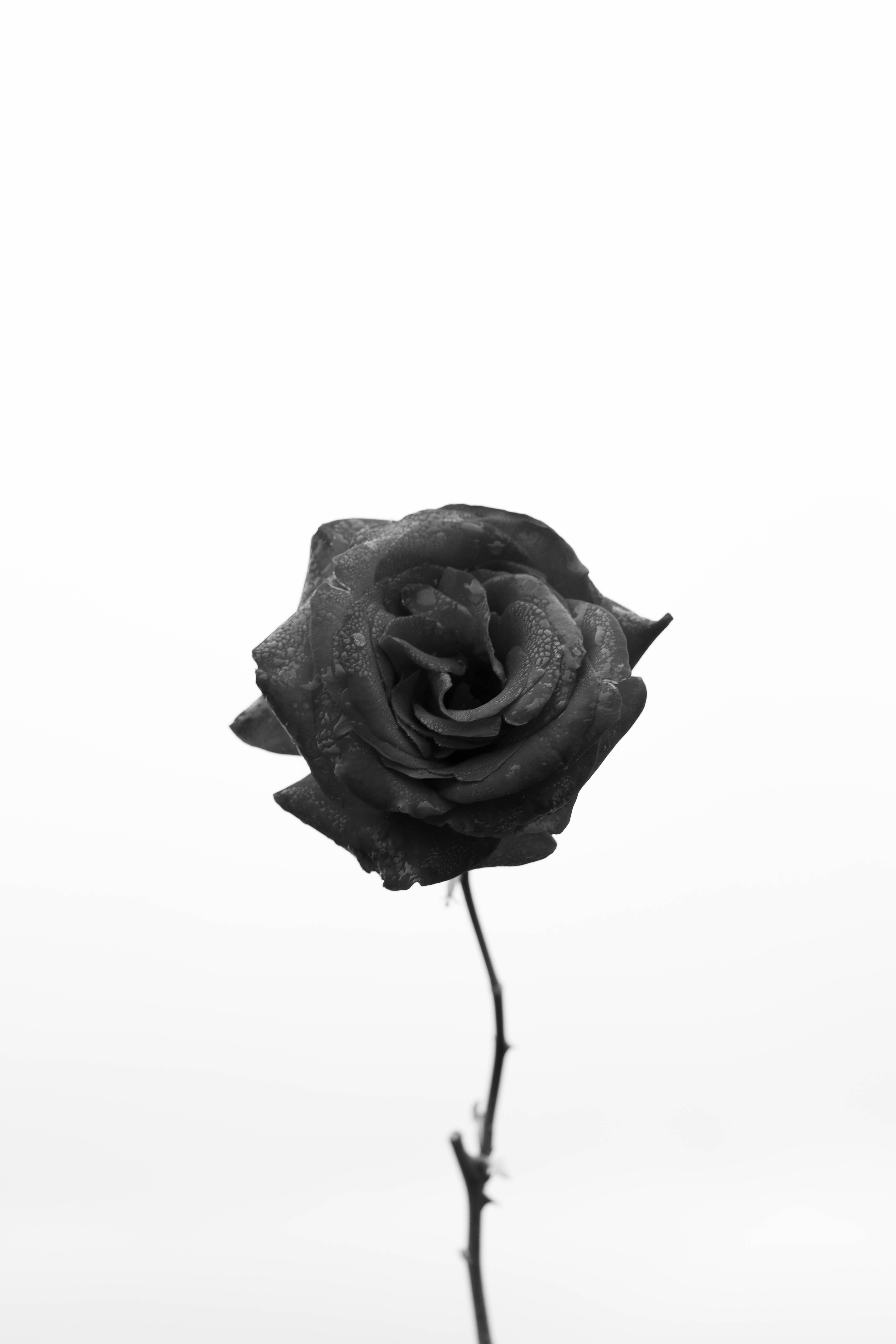 Tyrkisk endemisk sort rose iPhone Wallpapers