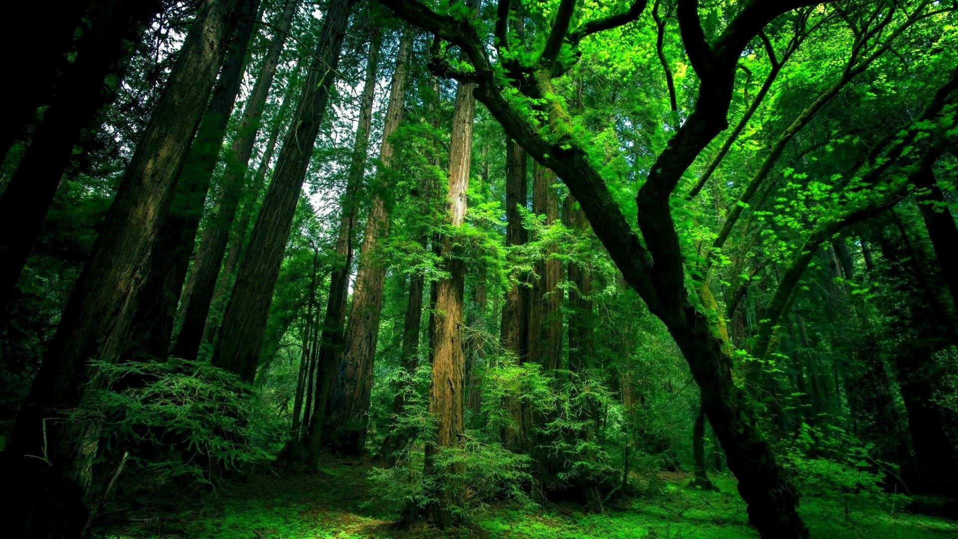 Udbebodd Amazonas grøn skov skrivebord Wallpapers